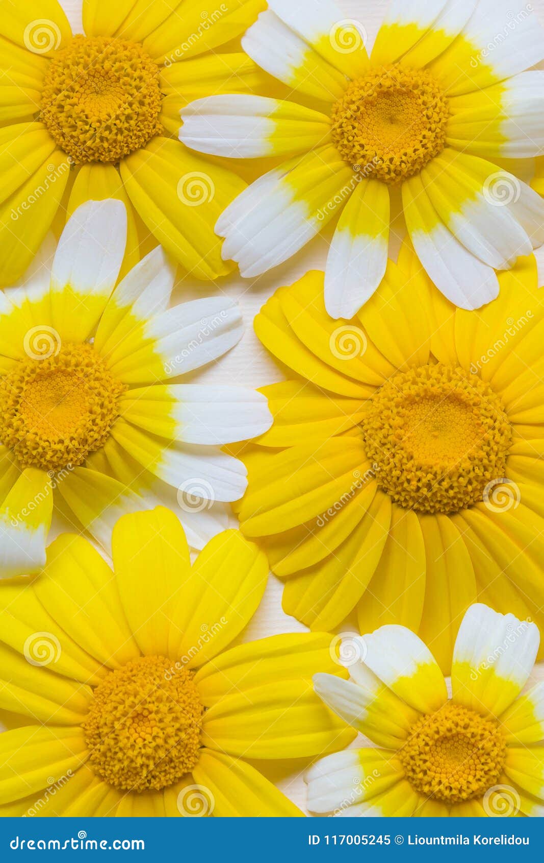 Margaridas Brancas E Amarelas Brilhantes Fundo Natural MOO Do Verão Imagem  de Stock - Imagem de brilhante, flores: 117005245