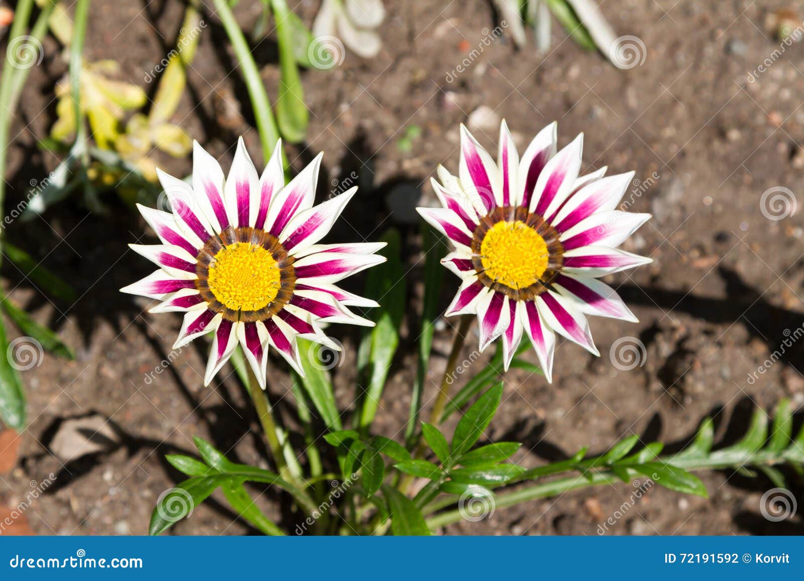 Margaridas Coloridas Da Flor Foto de Stock - Imagem de cores, verde:  72191592