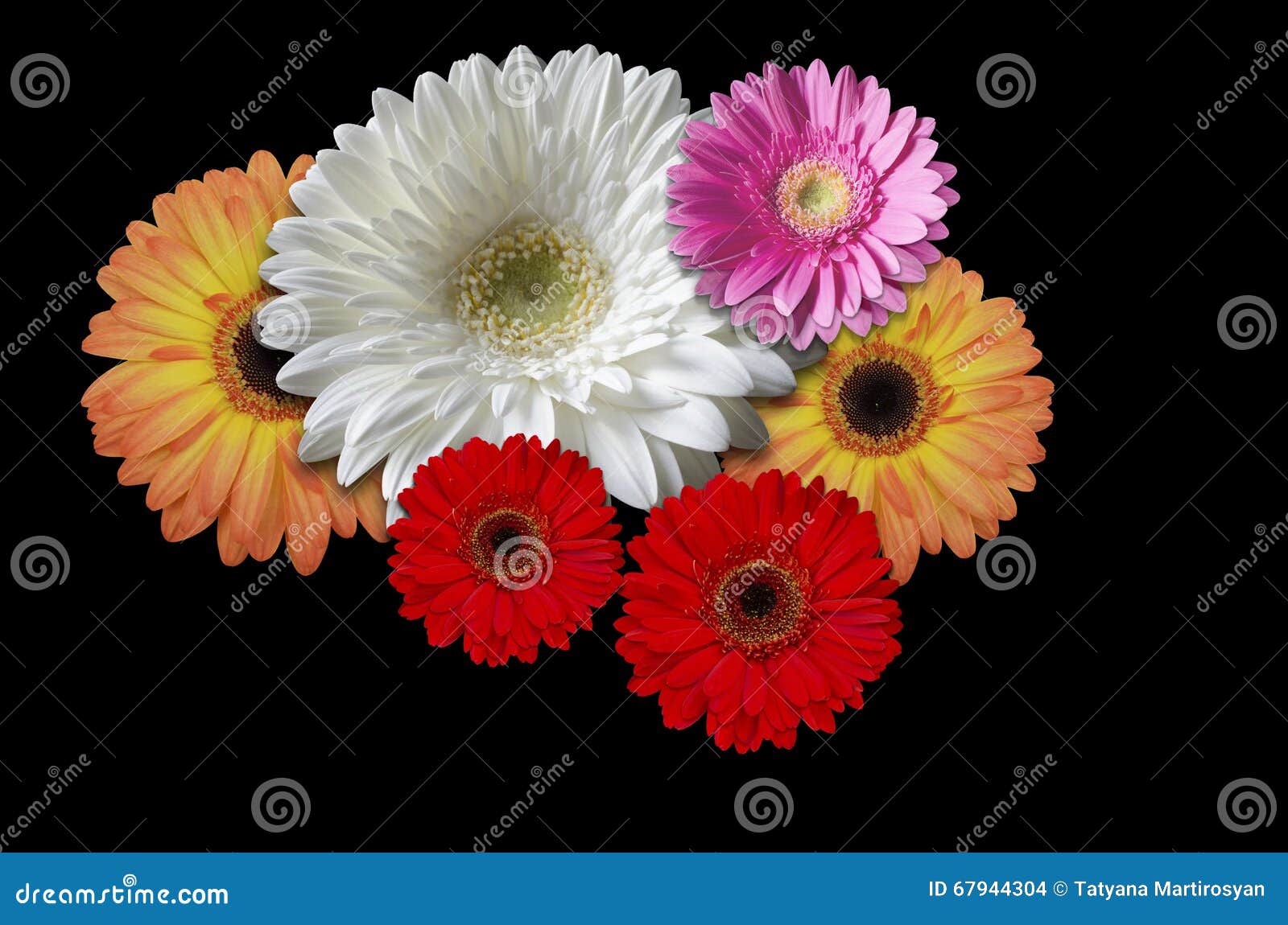 Margaridas Coloridas Das Flores Em Um Fundo Preto Foto de Stock - Imagem de  flores, multimulticamadas: 67944304