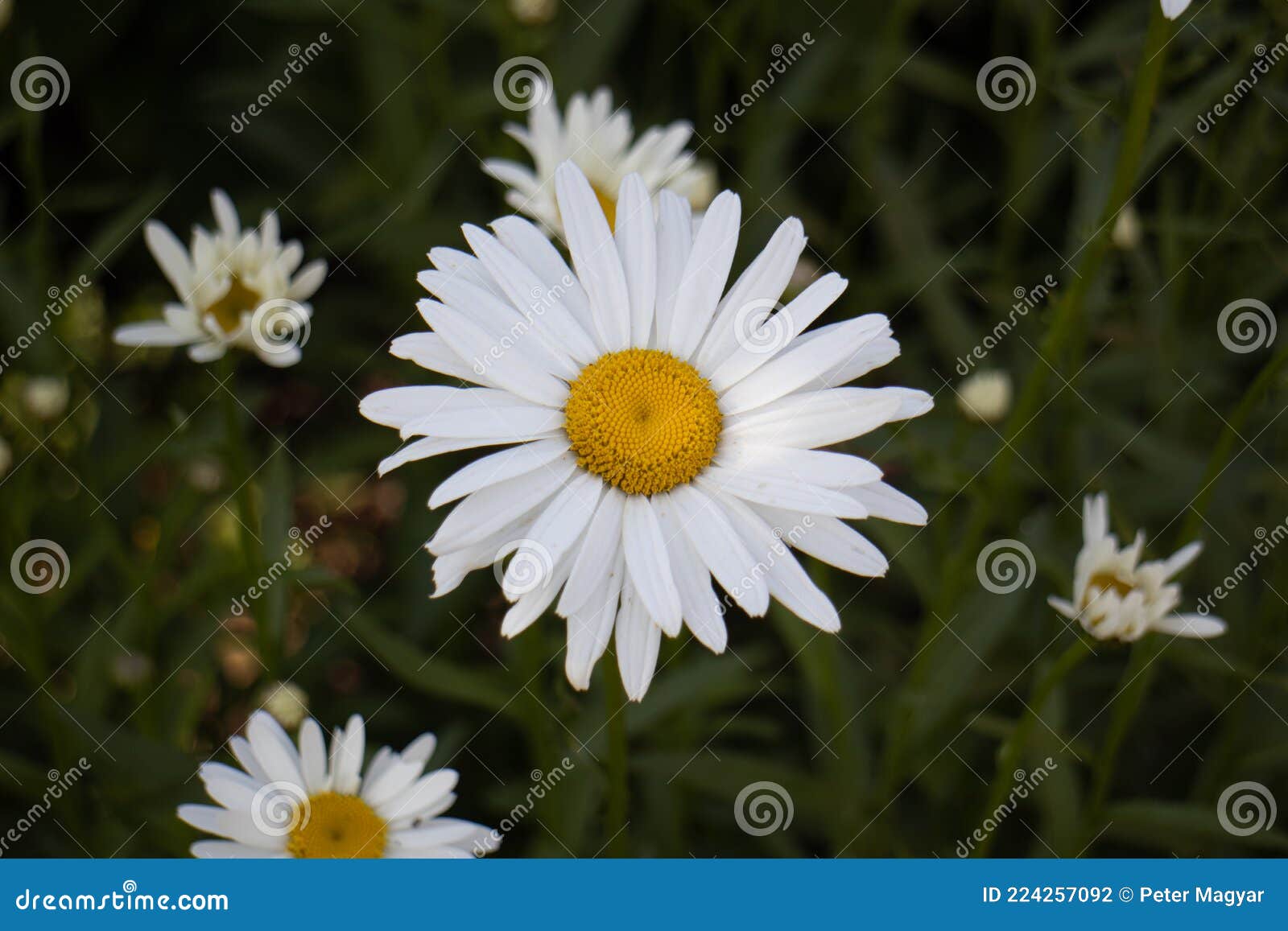 Margarita flower stock photo. Image of sunflower, flower 224257092