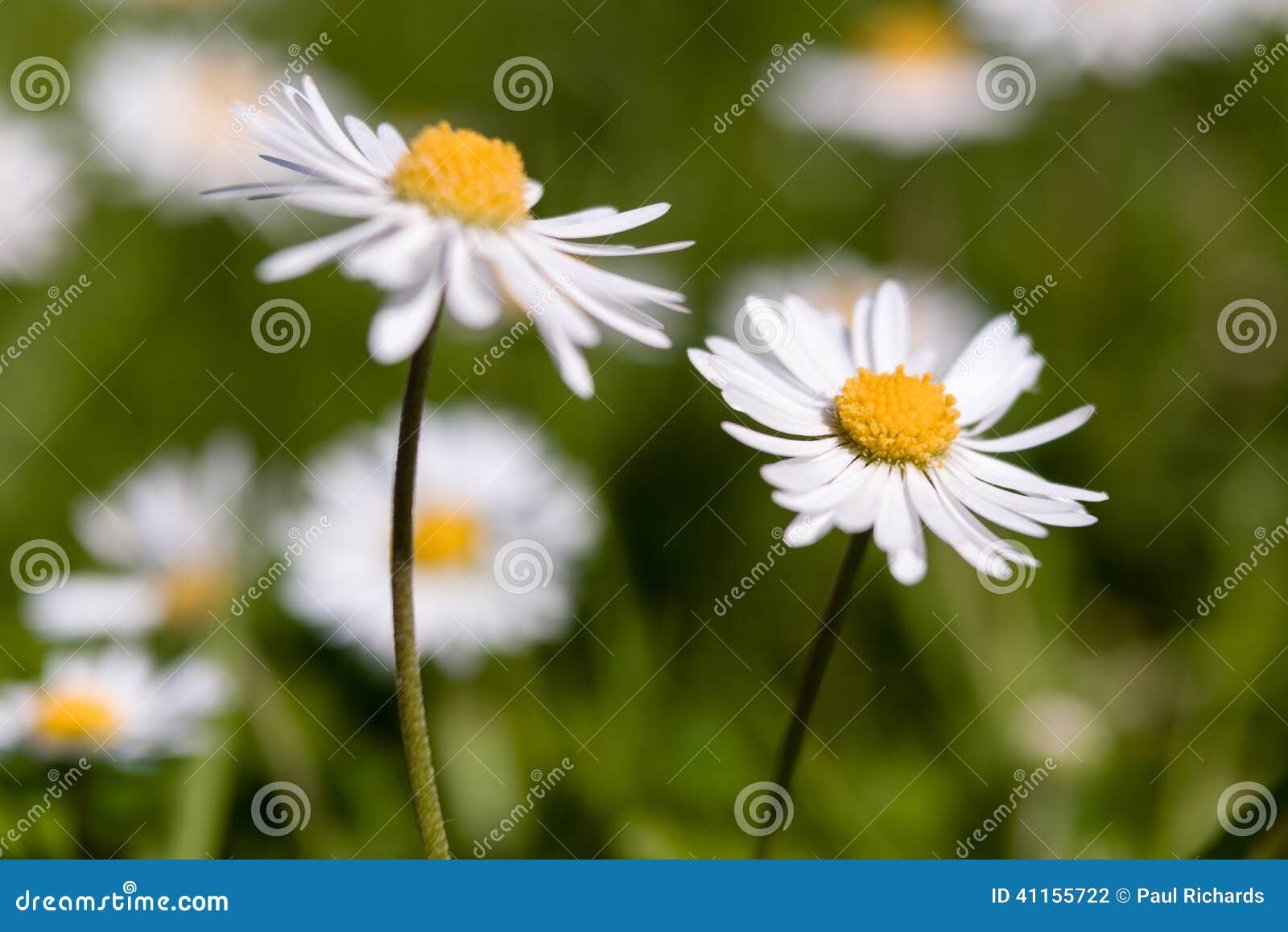 Margarita inglesa foto de archivo. Imagen de flor, cornular 41155722