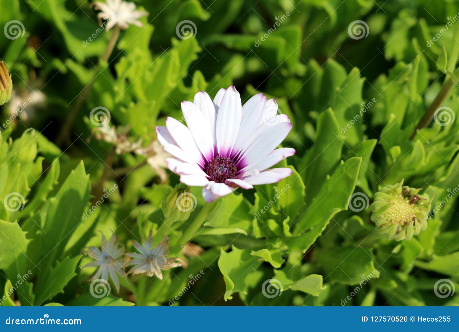 Álbum 200+ flor blanca con centro violeta