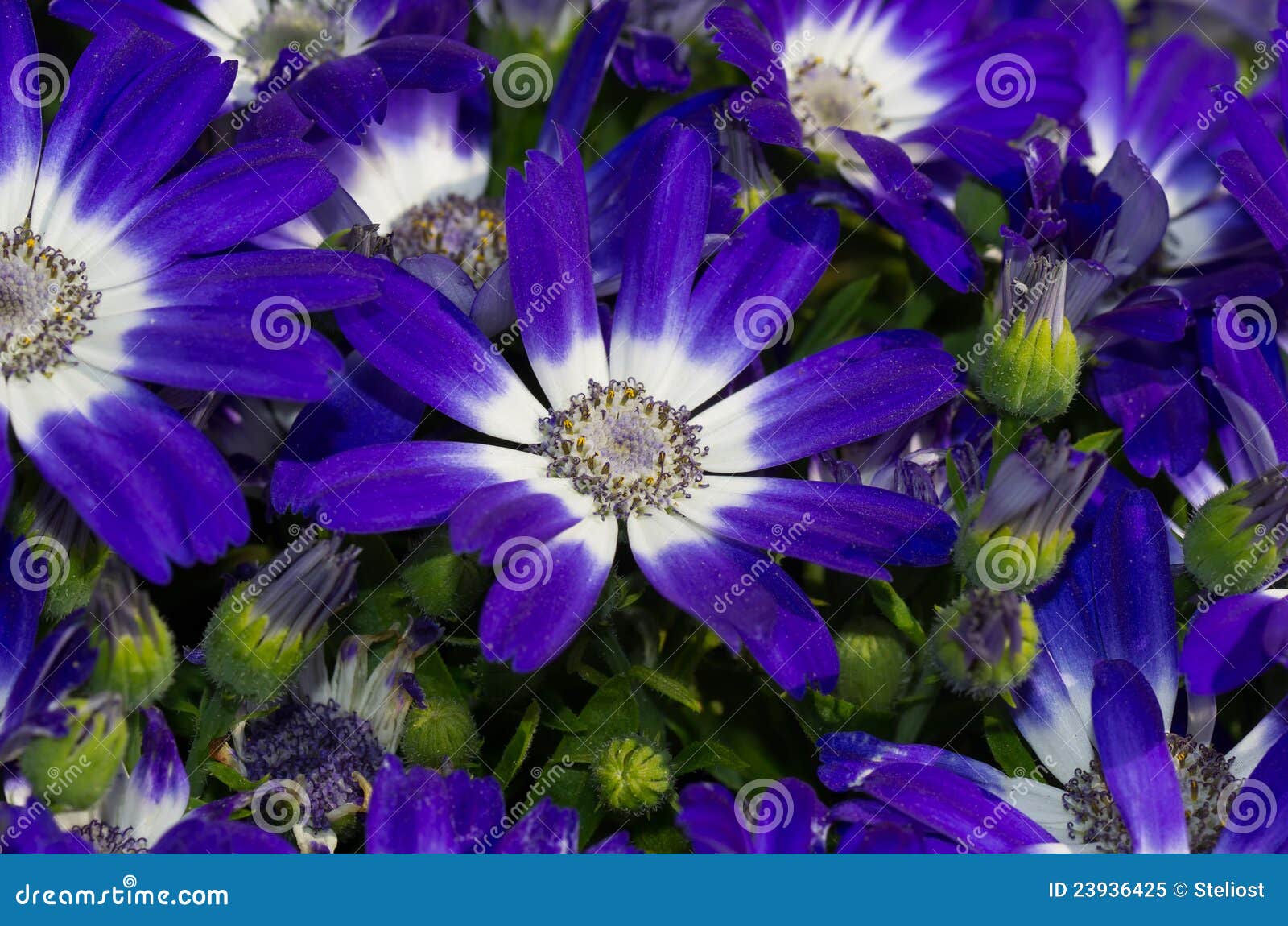 Margaritas azules imagen de archivo. Imagen de verano 23936425