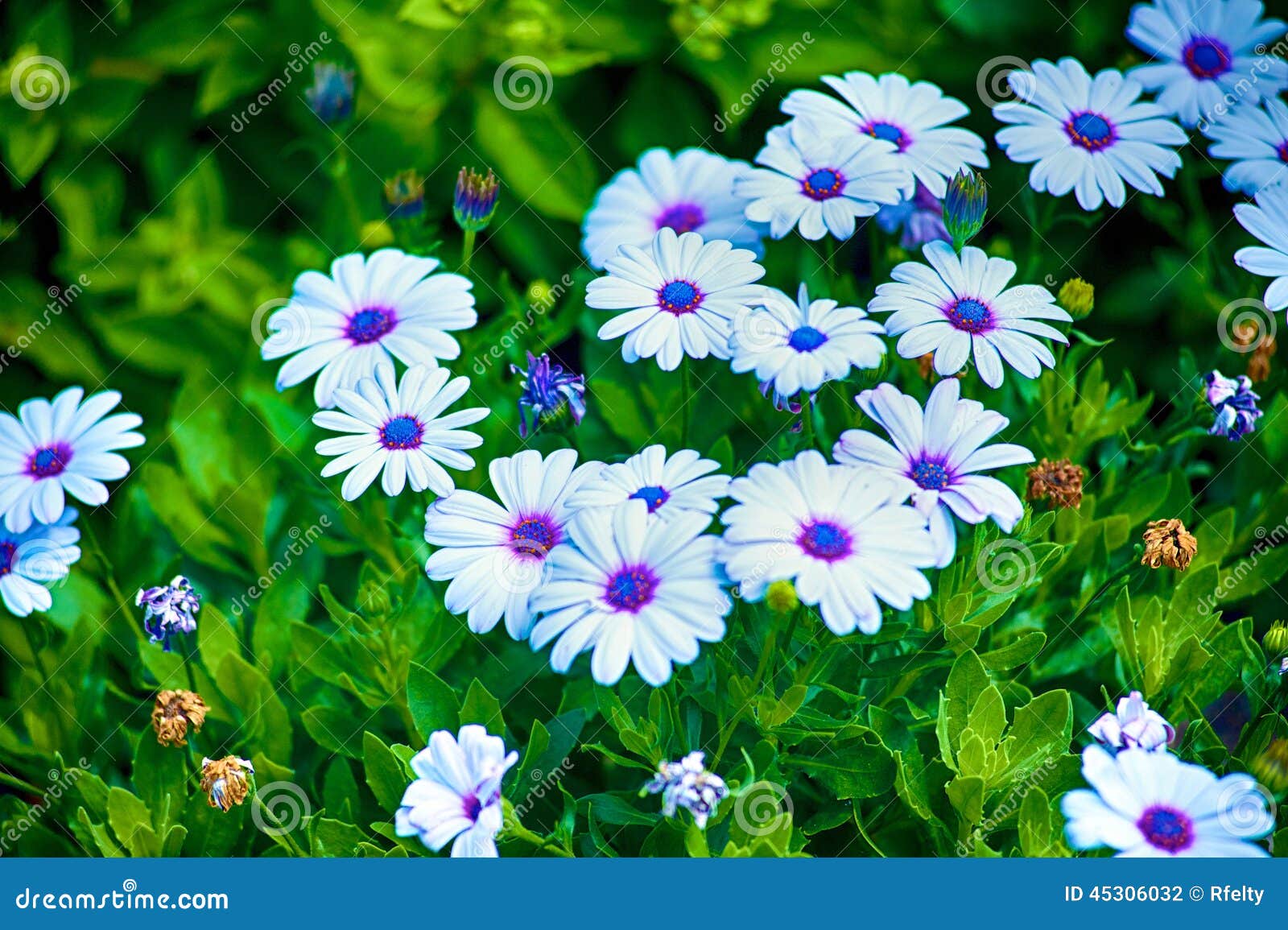 Margaritas azules foto de archivo. Imagen de azul, exterior 45306032