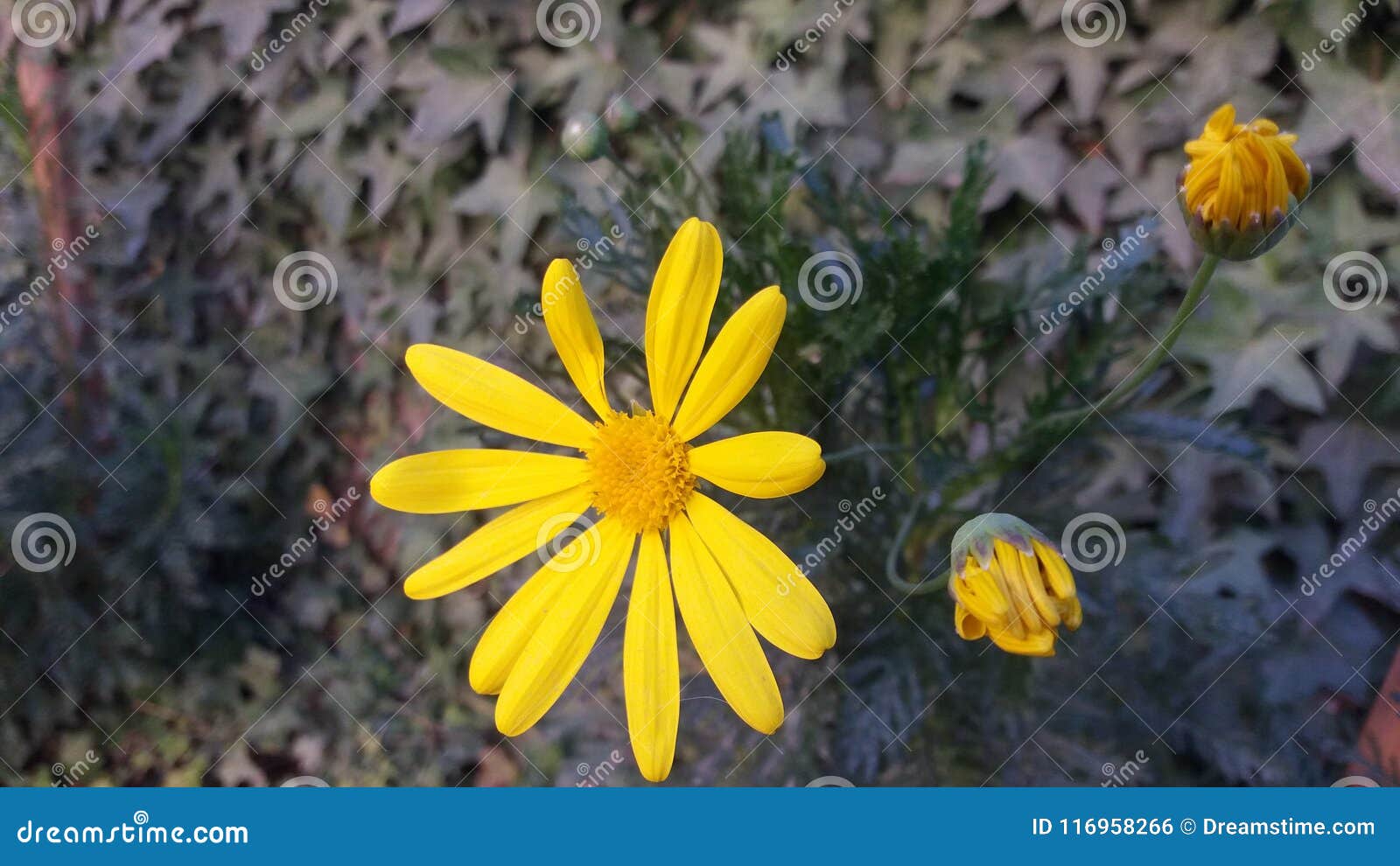 Margaritas en invierno stock photo. Image of casa, invierno 116958266