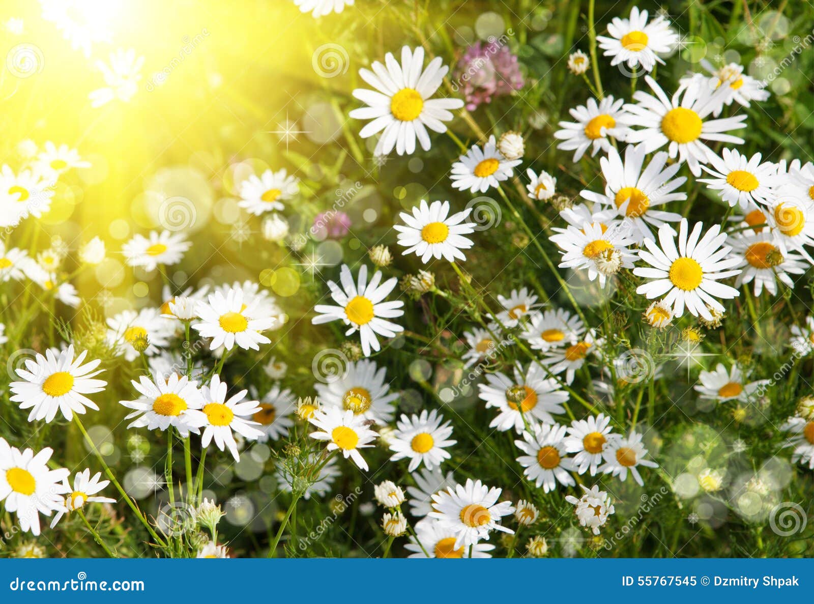 Margaritas Hermosas Iluminadas Por El Sol Imagen de archivo - Imagen de  iluminado, travieso: 55767545, image size:1600x1187