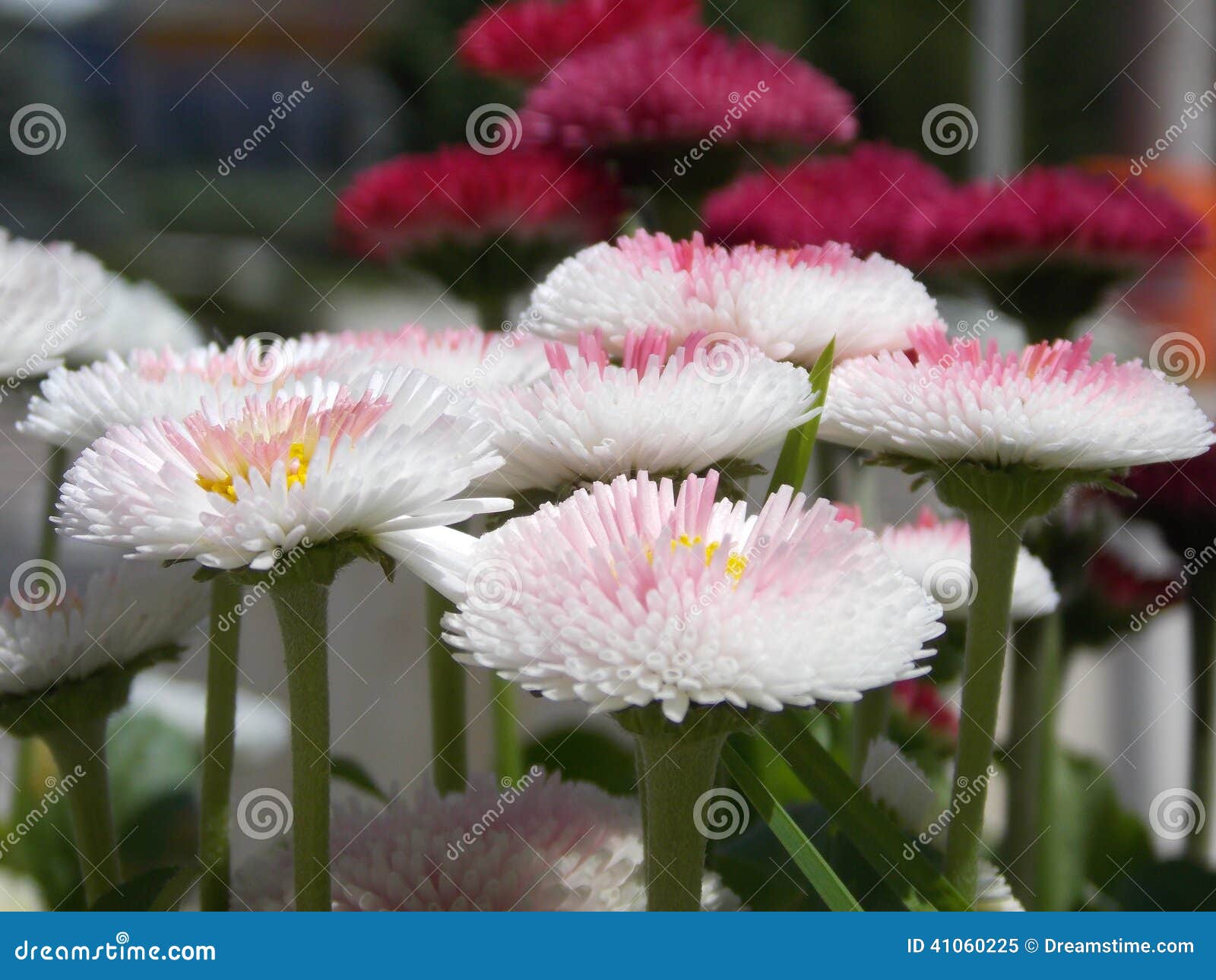 Margaritas inglesas imagen de archivo. Imagen de margaritas 41060225