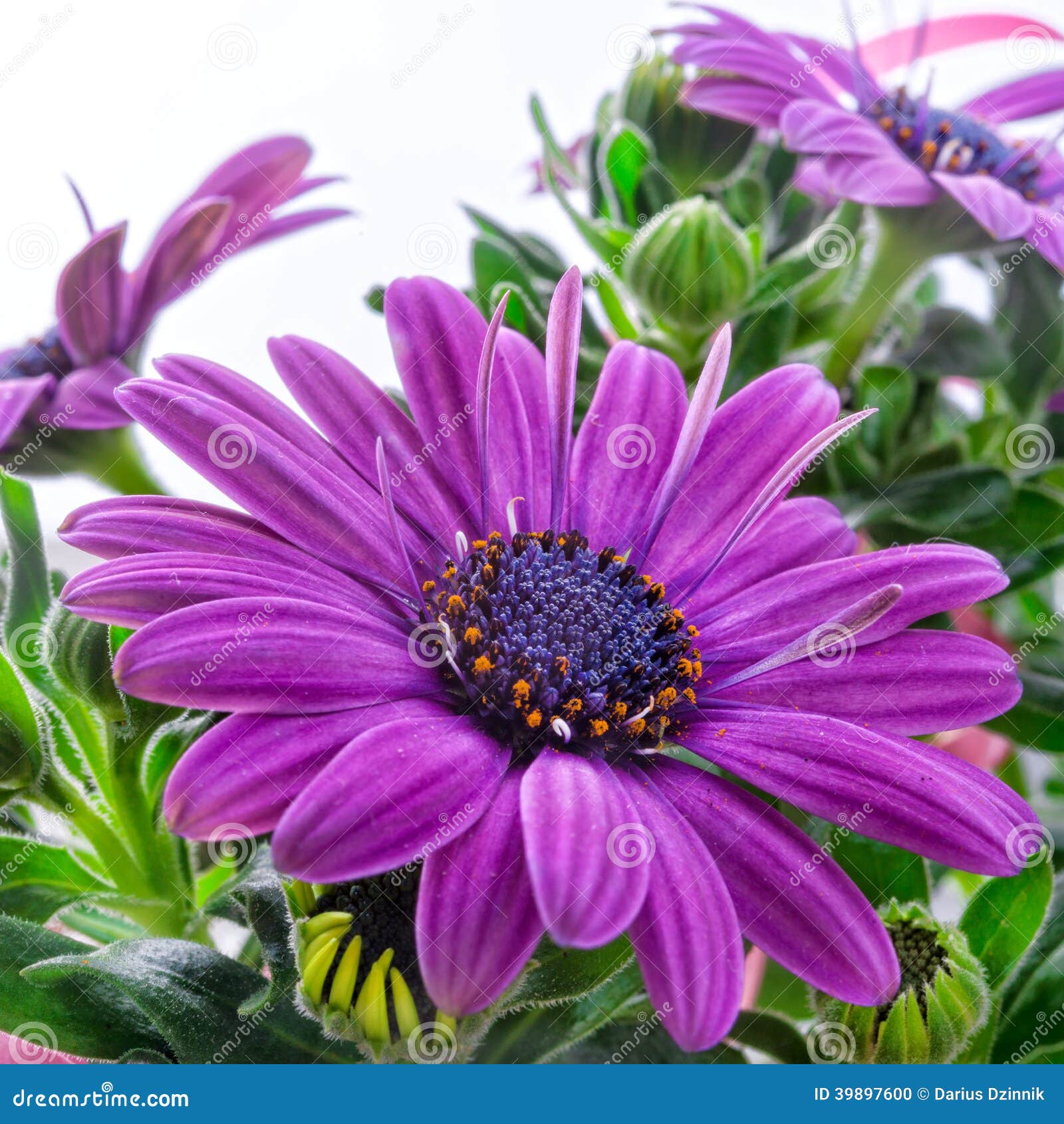 Margaritas violetas foto de archivo. Imagen de brillante - 39897600