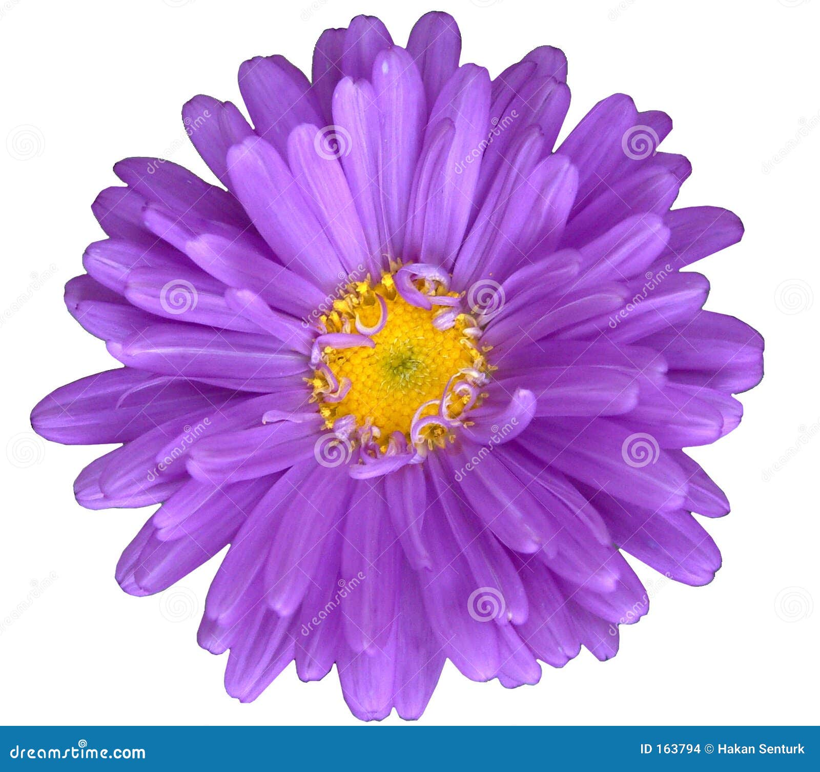 65 299 Margherite Viola Foto Foto Stock Gratis E Royalty Free Da Dreamstime