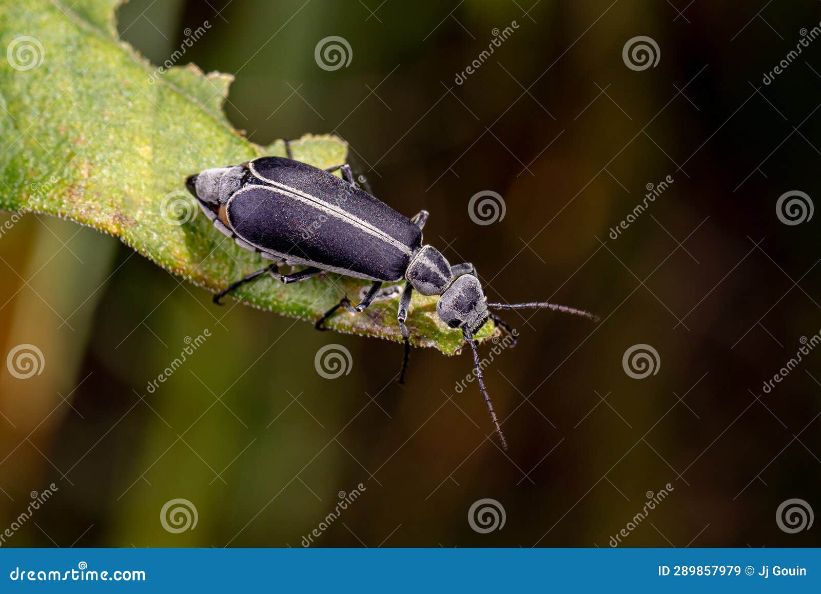 margined blister beetle on leaf of wildflower plant.