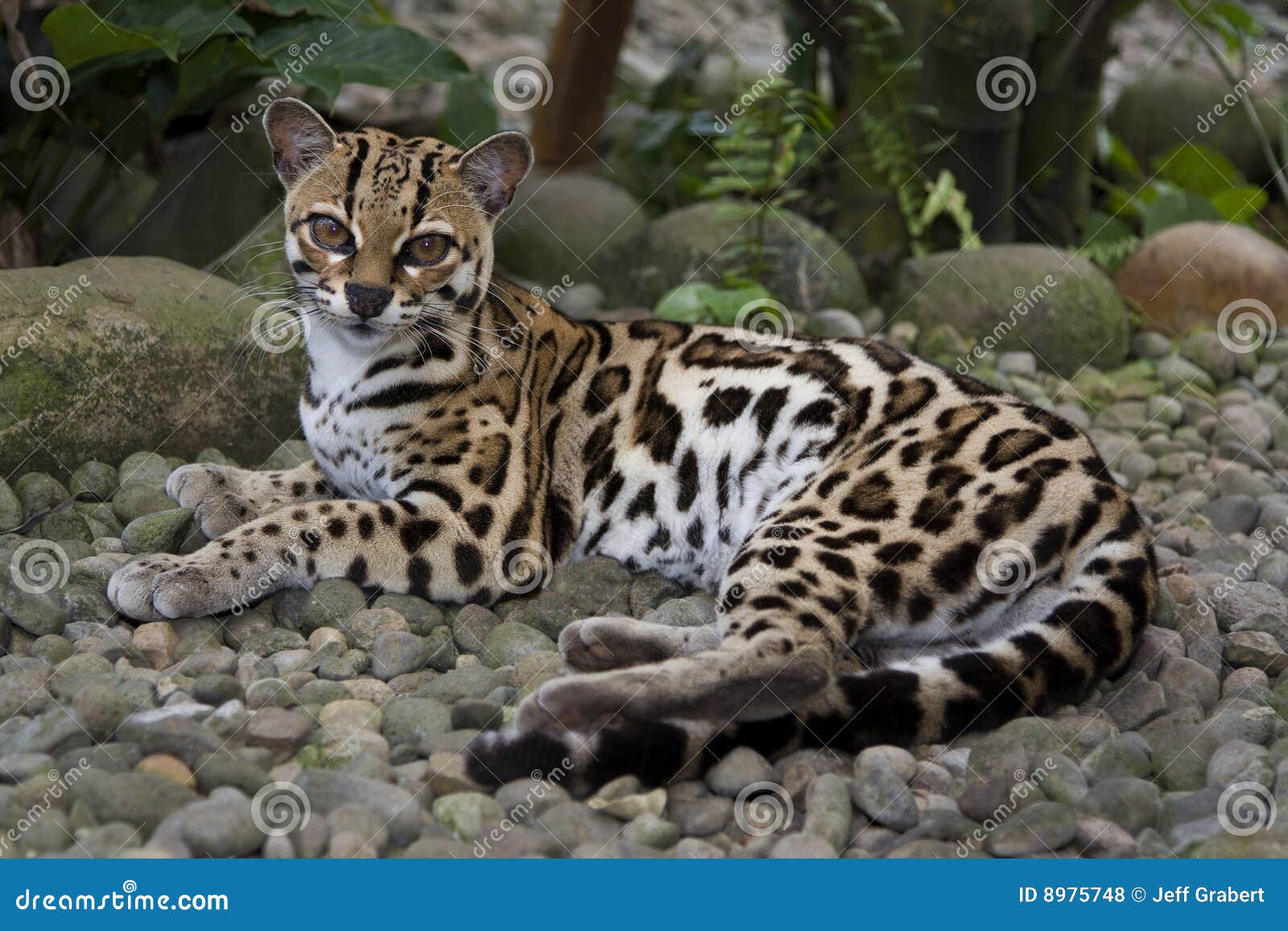 Marguay stock photo. Image of wildcat, margay, costa, rica 8975748