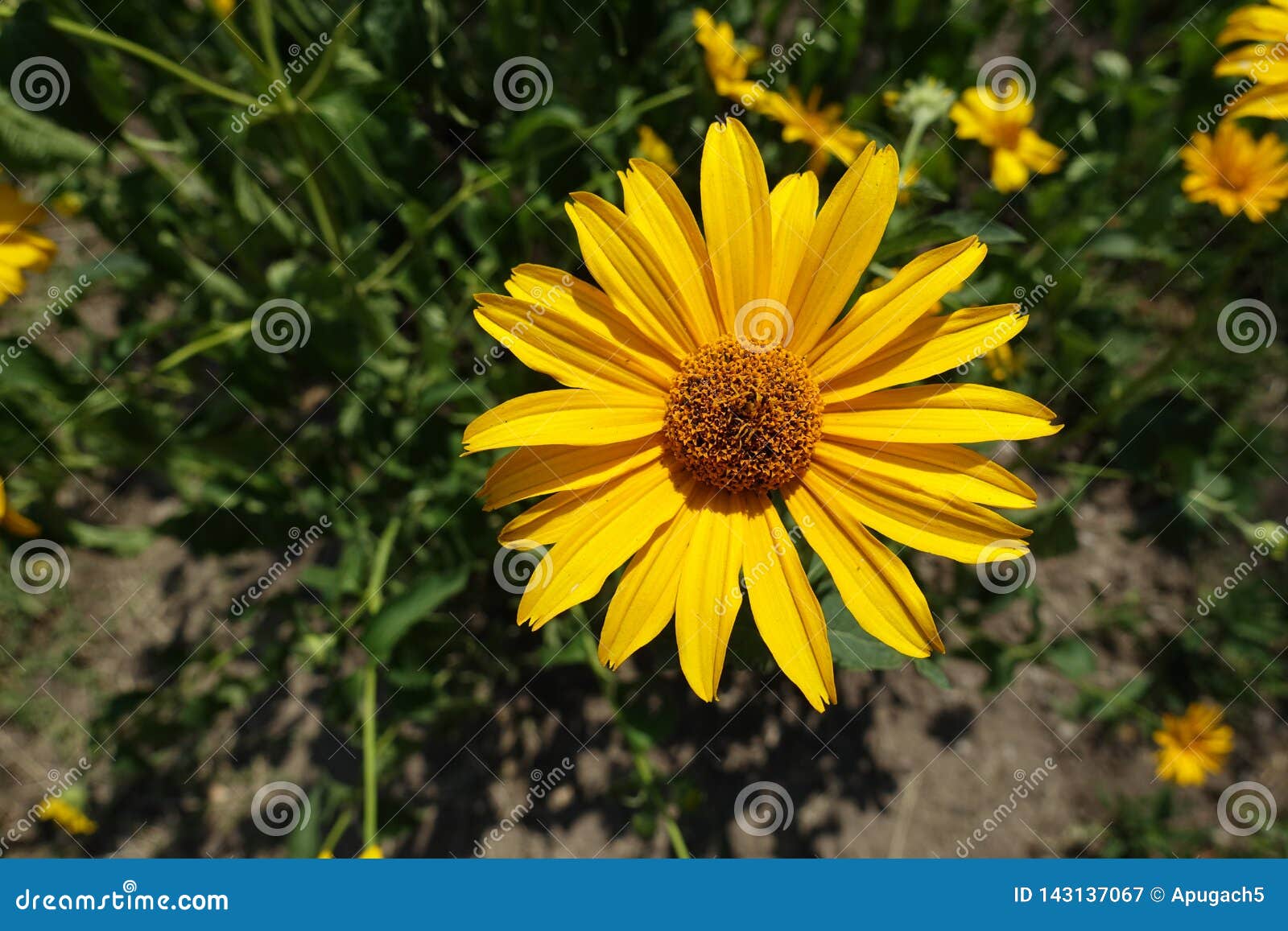 Marguerite Comme La Fleur Jaune Des Helianthoides De Heliopsis Image stock  - Image du bourgeon, épanouissement: 143137067