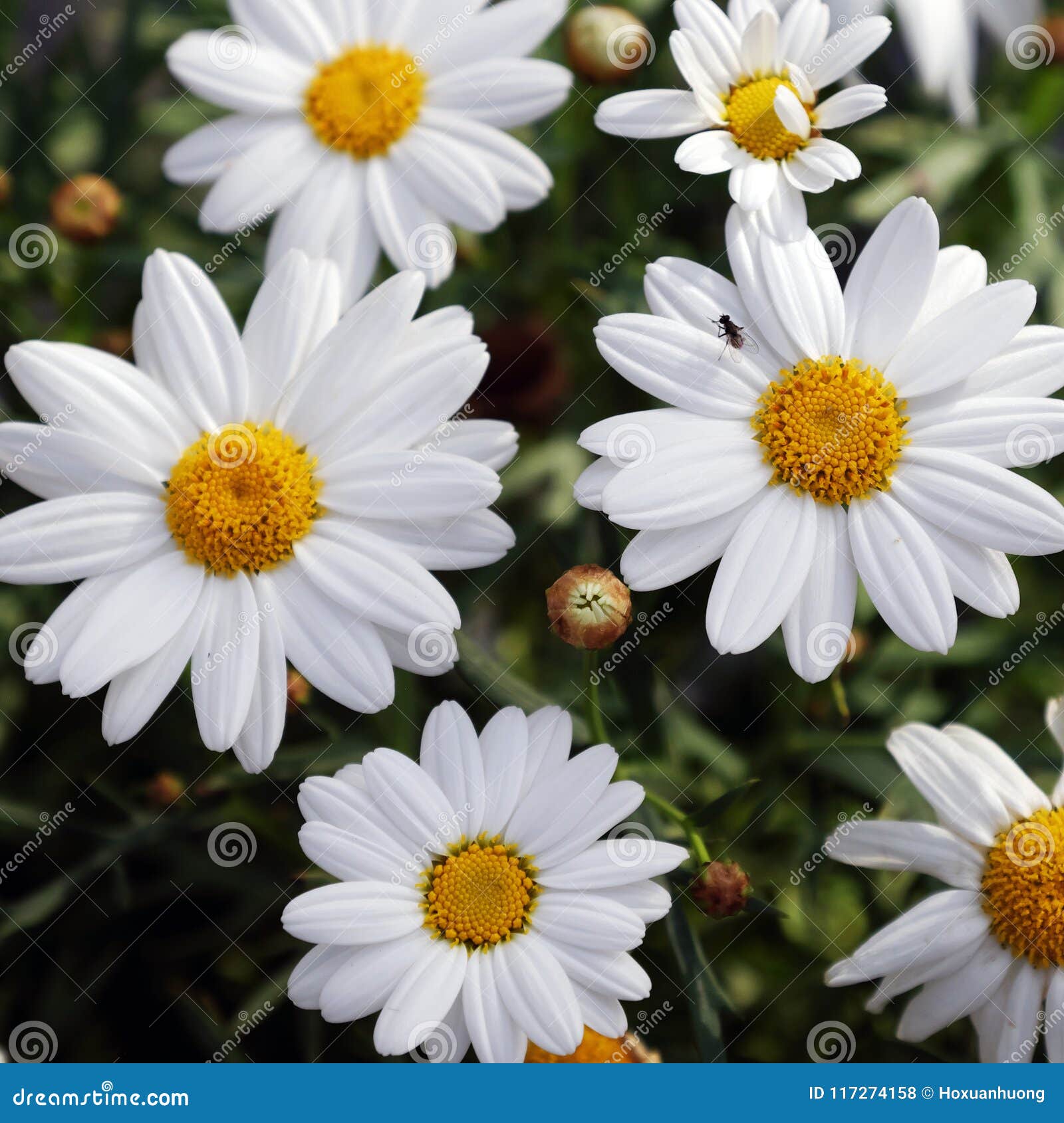 Marguerite Daisy Bloom In Pure White Stock Photo Image Of Outdoor Garden 117274158