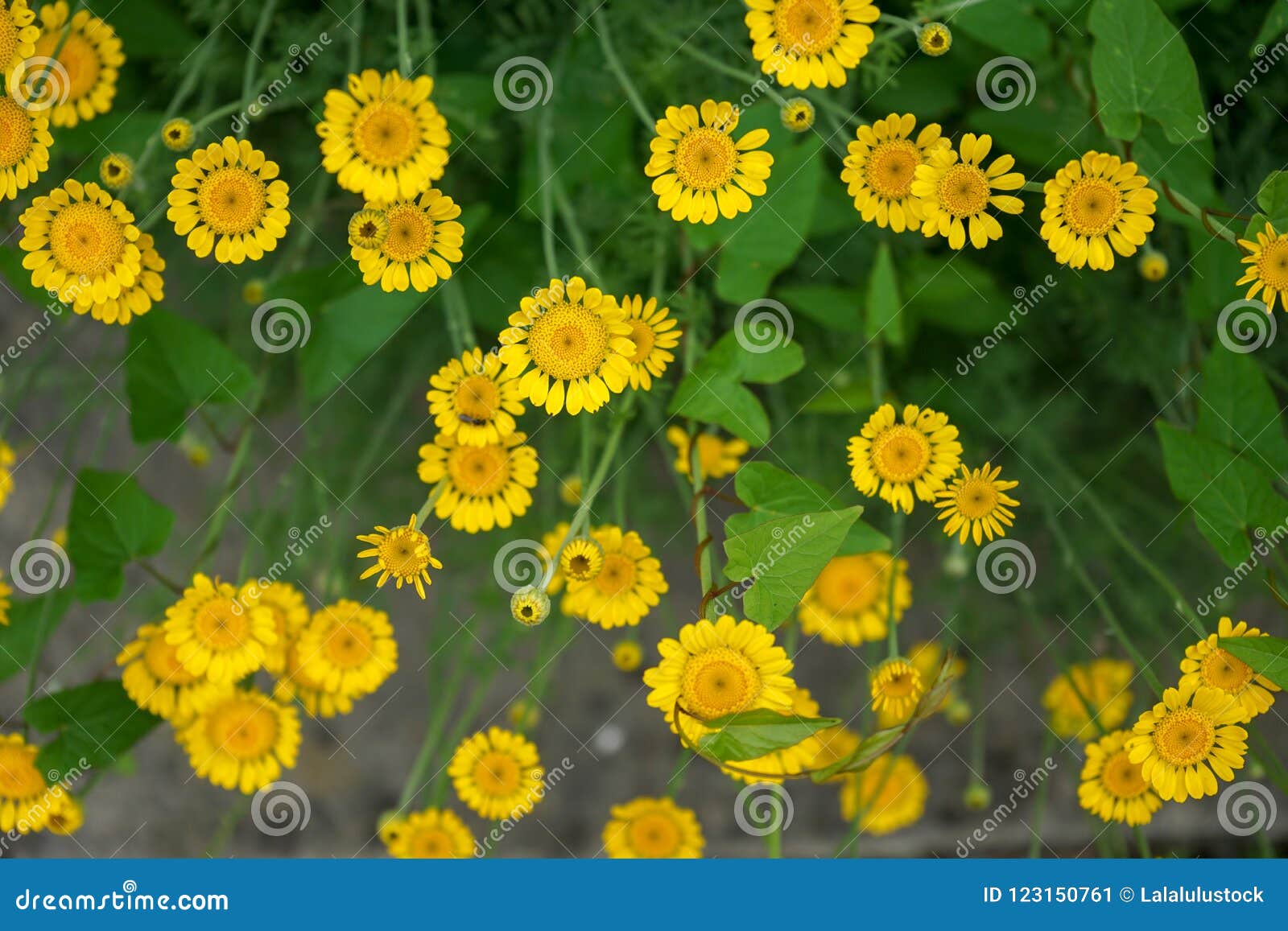 Marguerite Daisy Yellow Flower, Anthemis Tinctoria Kelwayi Stock Image