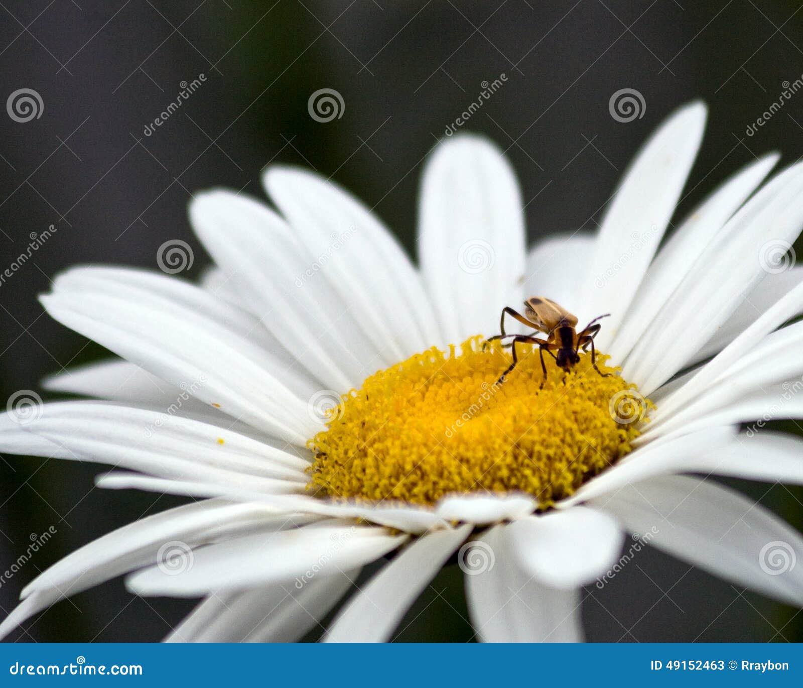 Marguerite de Shasta avec un insecte d'allégement