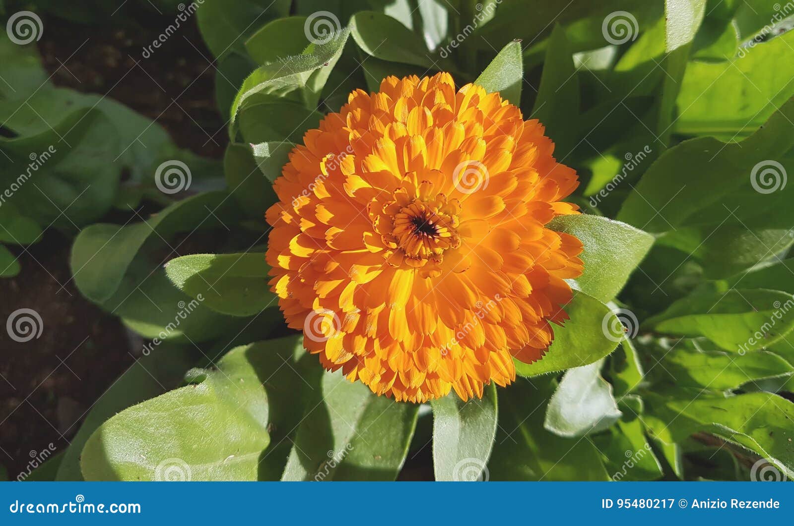 La marguerite jaune est une usine qui est caractérisée par sa grande beauté et produit beaucoup de fleurs