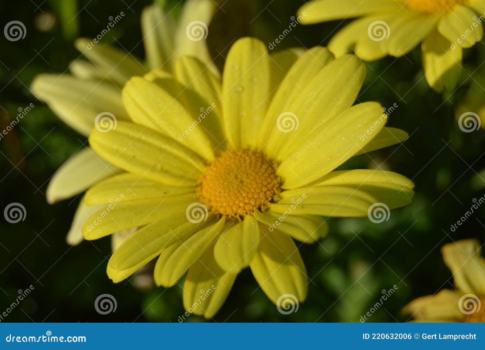 Marguerite Jaune. Les Fleurs Sont De Petits Arbustes Vivaces. Photo stock -  Image du centrale, herbacé: 220632006