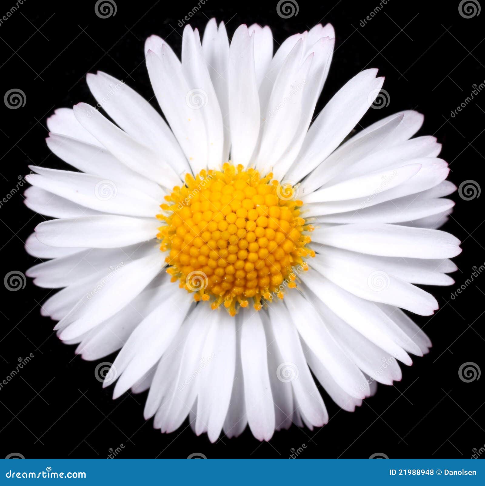 Marguerite moon daisy stock photo. Image of flourish 21988948