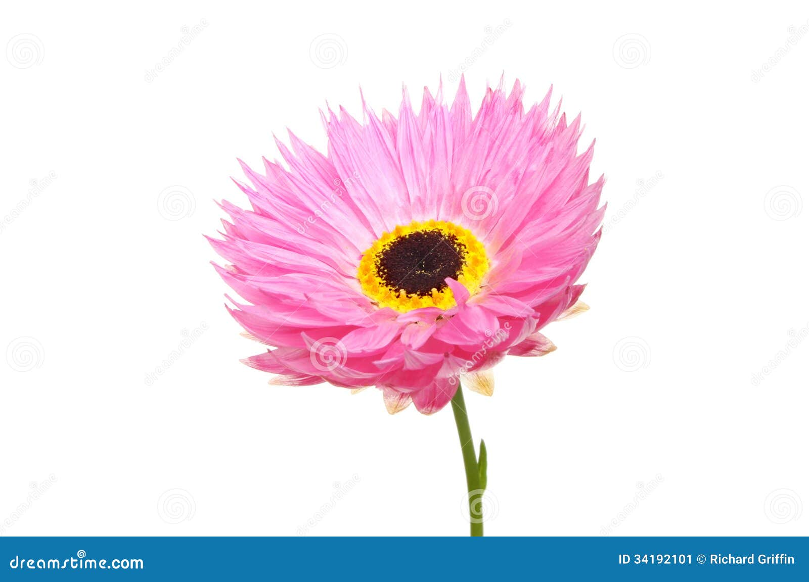 Marguerite Rose Image Stock Image Du Blanc Pétale Fleur