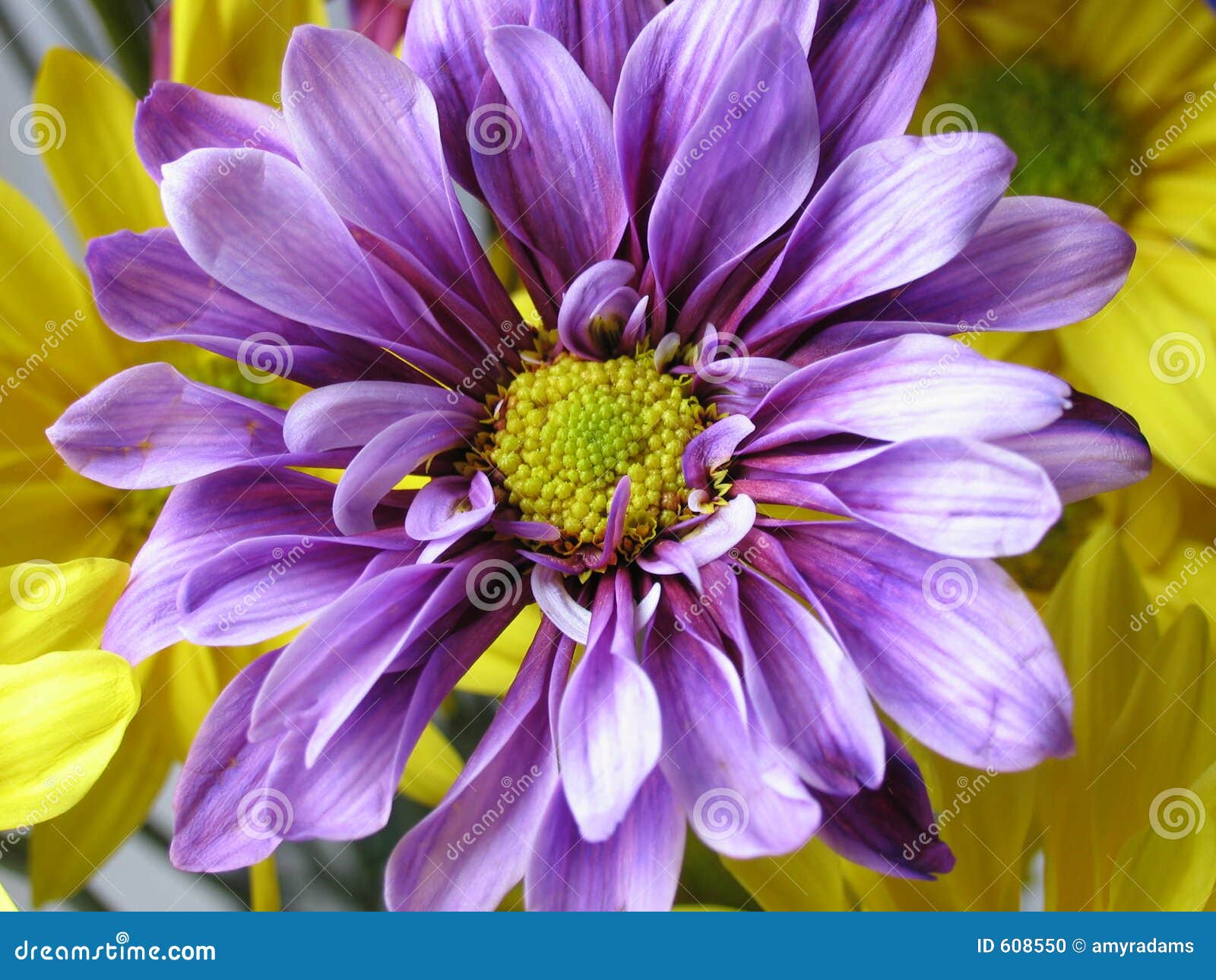 Marguerite violette photo stock. Image du lumineux, floral - 608550