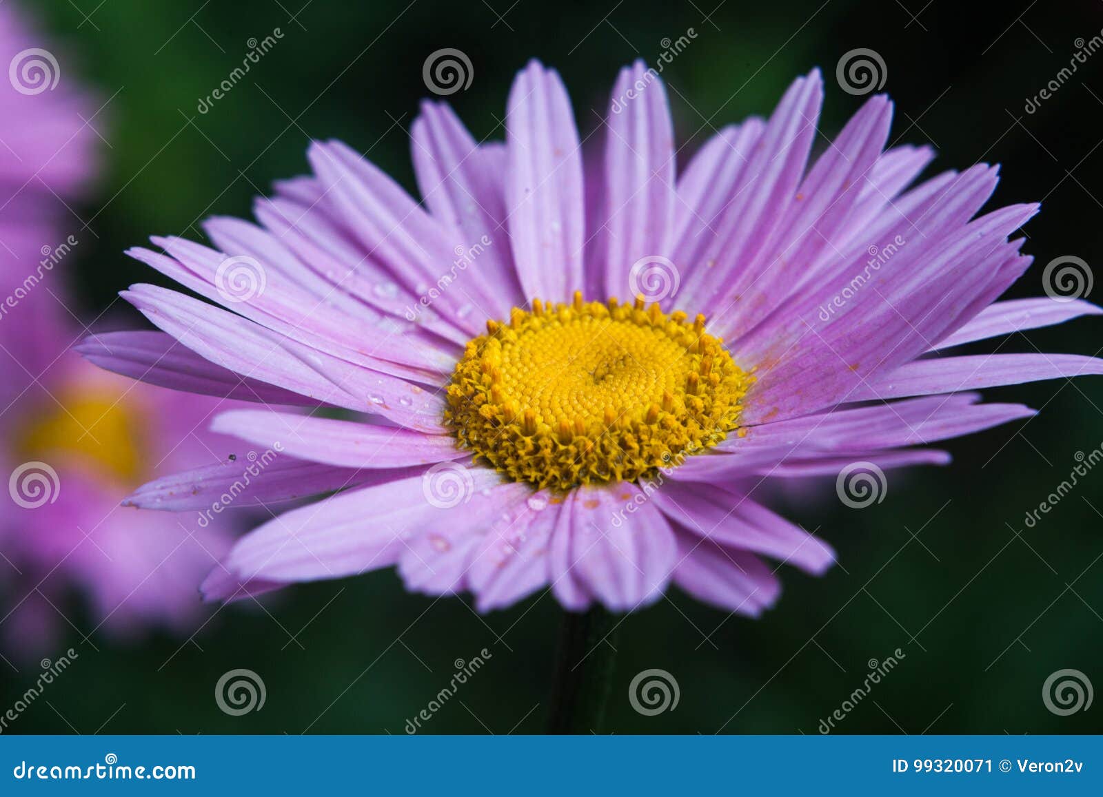 Marguerite violette image stock. Image du coloré, environnement - 99320071