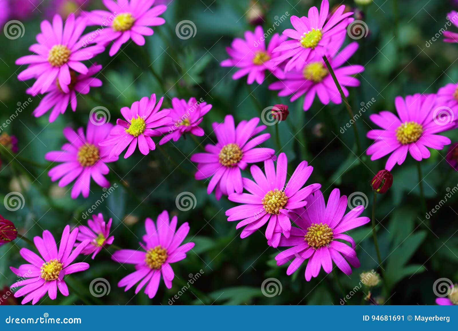 Marguerites Pourpres Avec Le Coeur Jaune Image stock - Image du marguerite,  centrale: 94681691