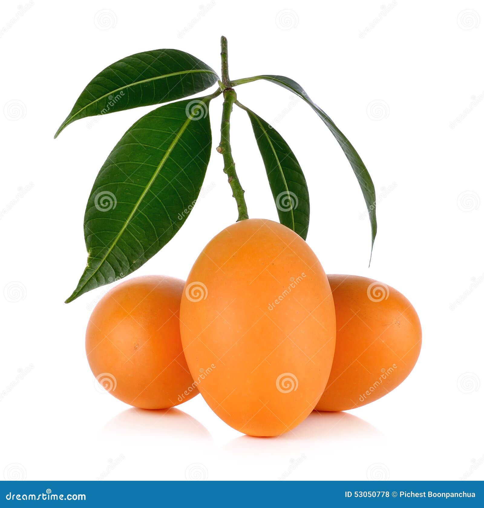 Marian Plum Thai Fruit Isolated on White Background Stock Photo Image