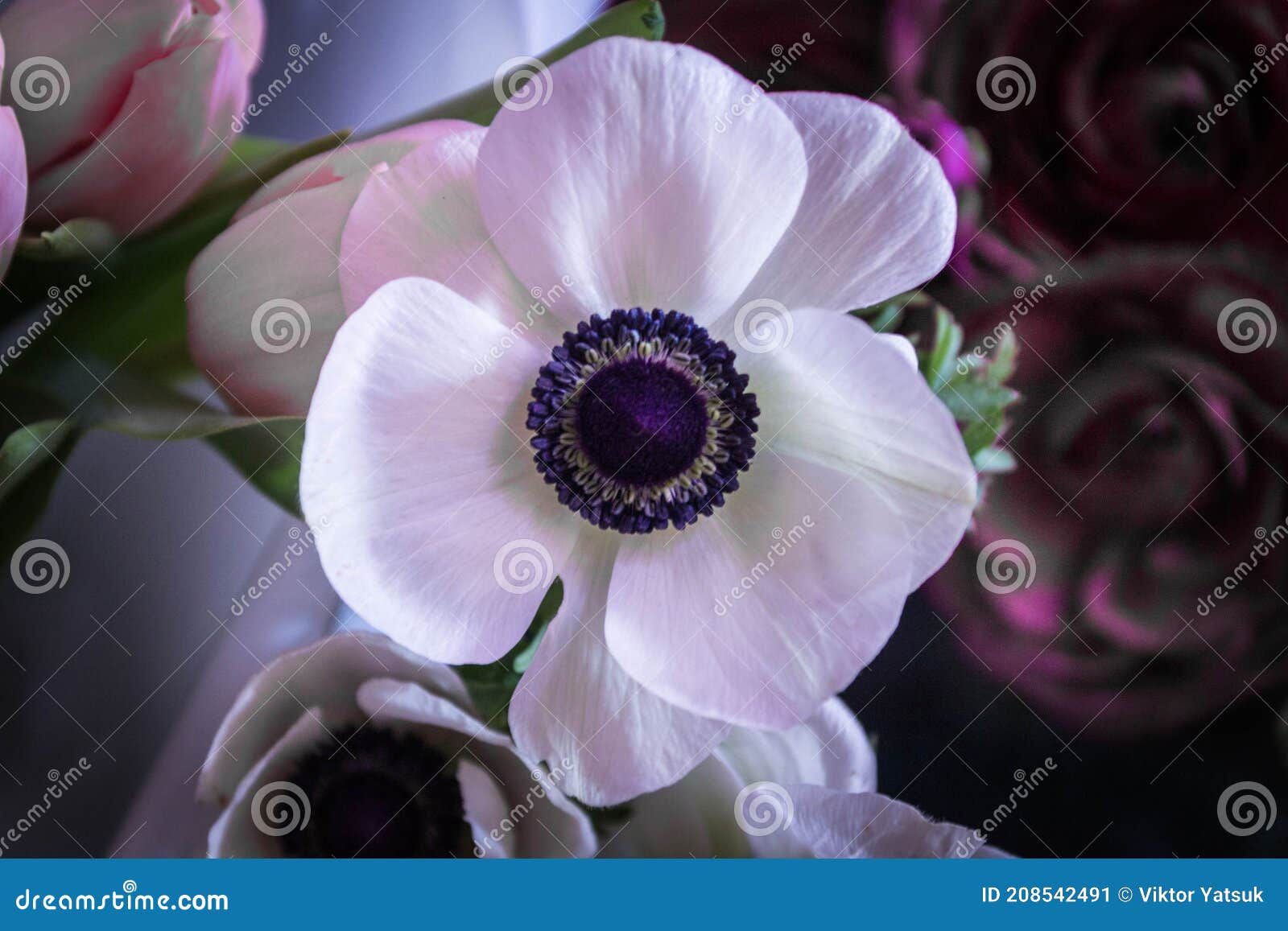 Marianne Blanche. Anemore. L'anémone : Le Windflower En Grec Image stock -  Image du fermer, normal: 208542491