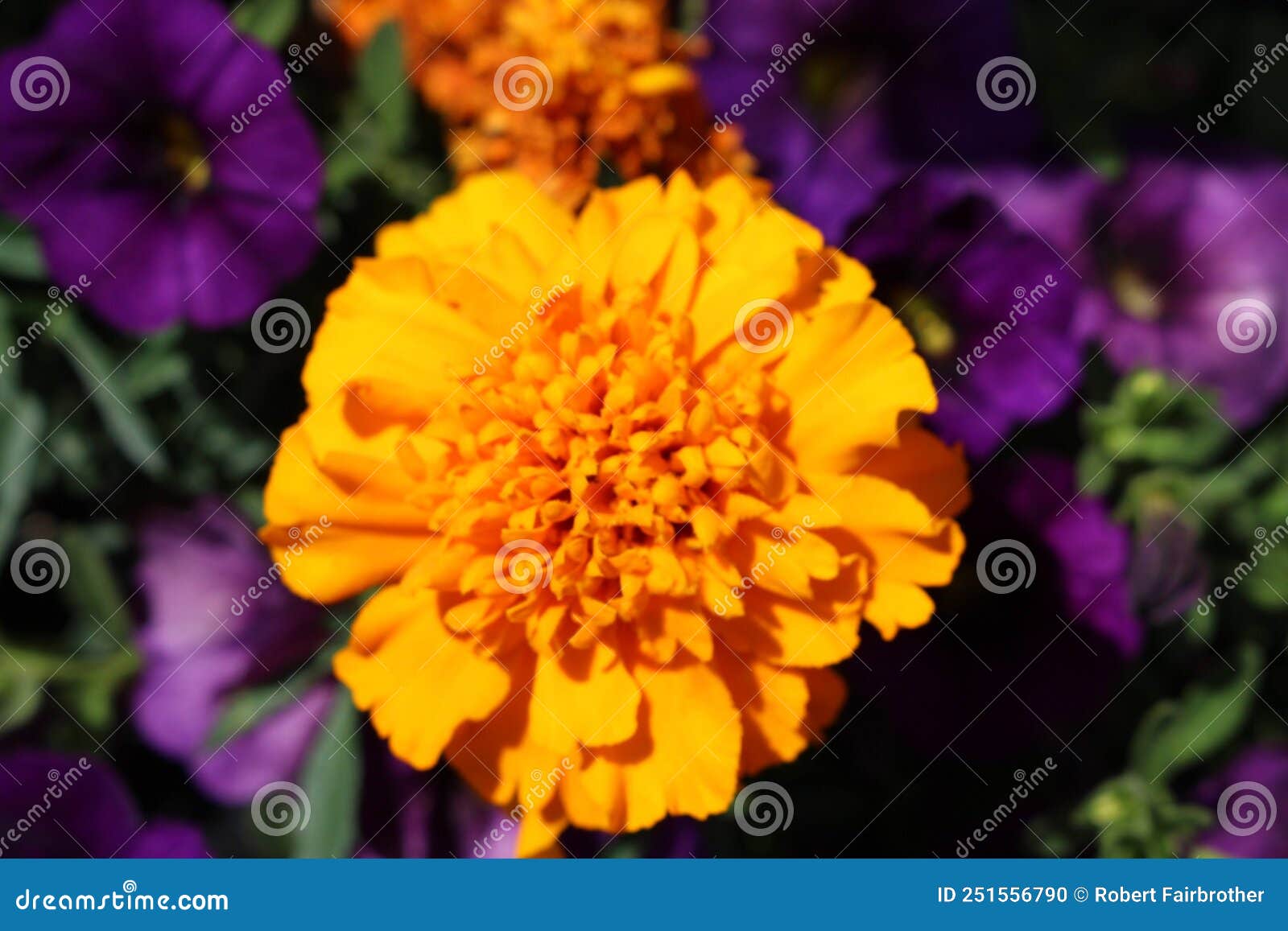 Marigold Blossom Over Purple and Green Stock Photo - Image of purple ...
