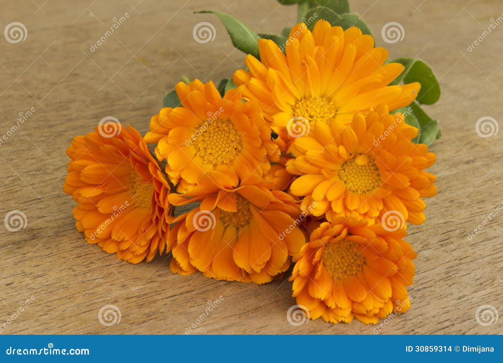 Marigold stock photo. Image of medicine, pollen, bouquet 30859314