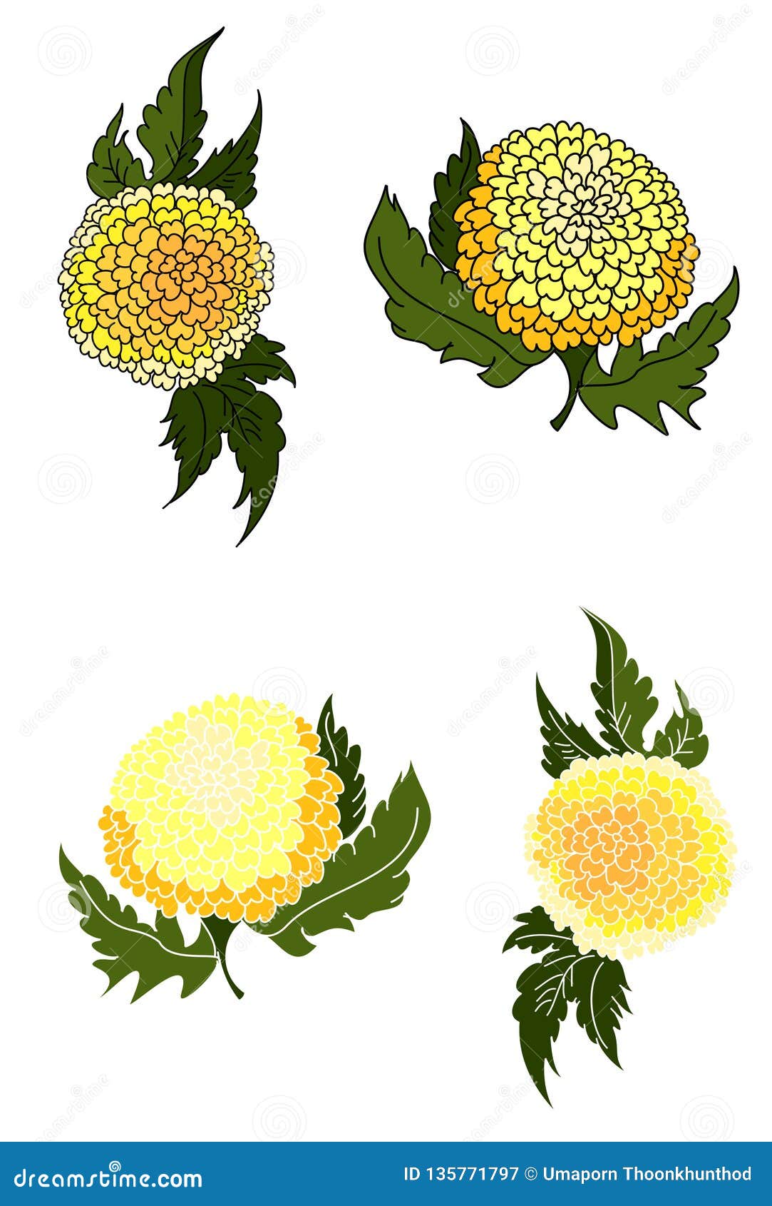 Marigold Coloring Book Vector For Tattoo Design Isolate On White Background Stock Vector Illustration Of Design Color