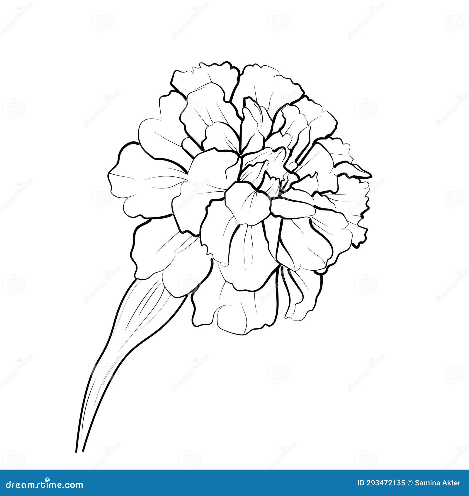 Marigold Drawing, Easy Marigold Flower Drawing Easy for Kids, Flower ...