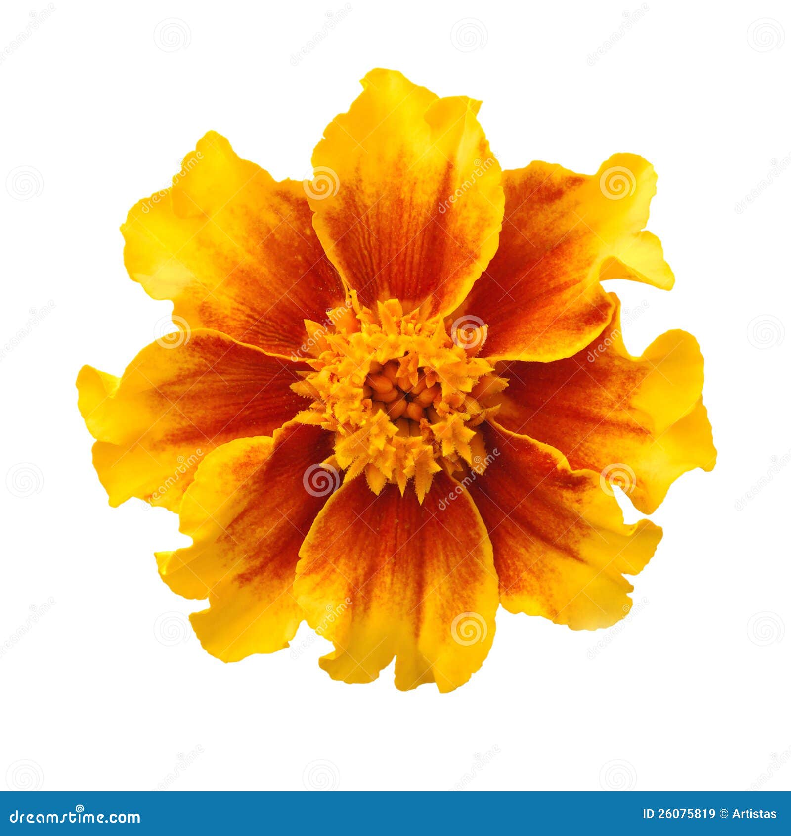 Marigold flower stock image. Image of nobody, antiseptic - 26075819