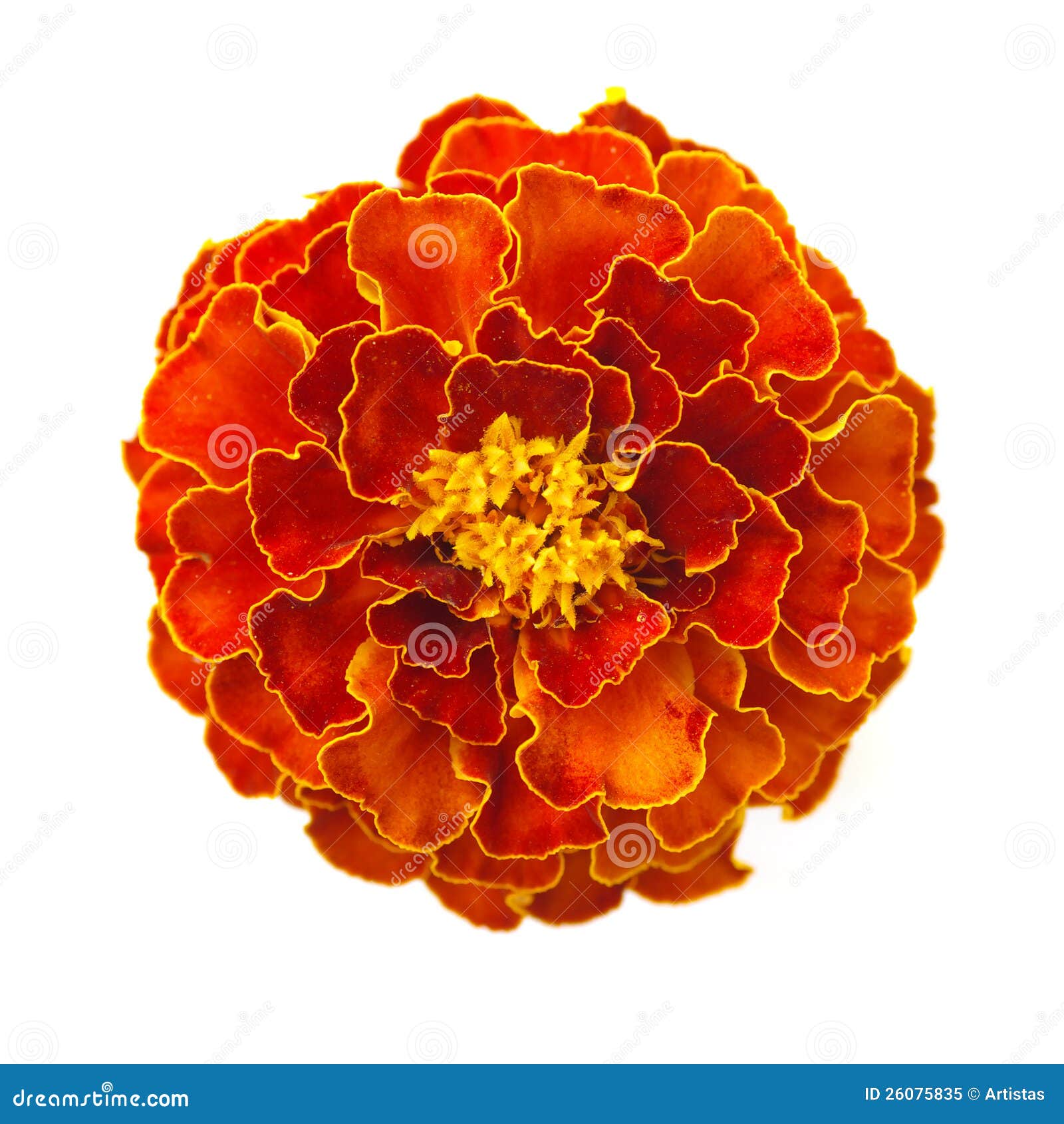 Marigold flower stock image. Image of bloom, nobody, flower - 26075835