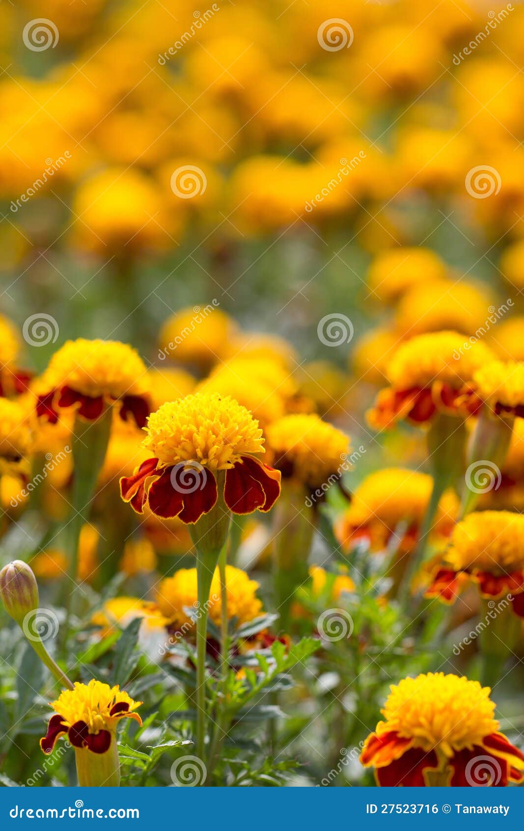 Marigold flower stock photo. Image of lush, flowers, blossom 27523716