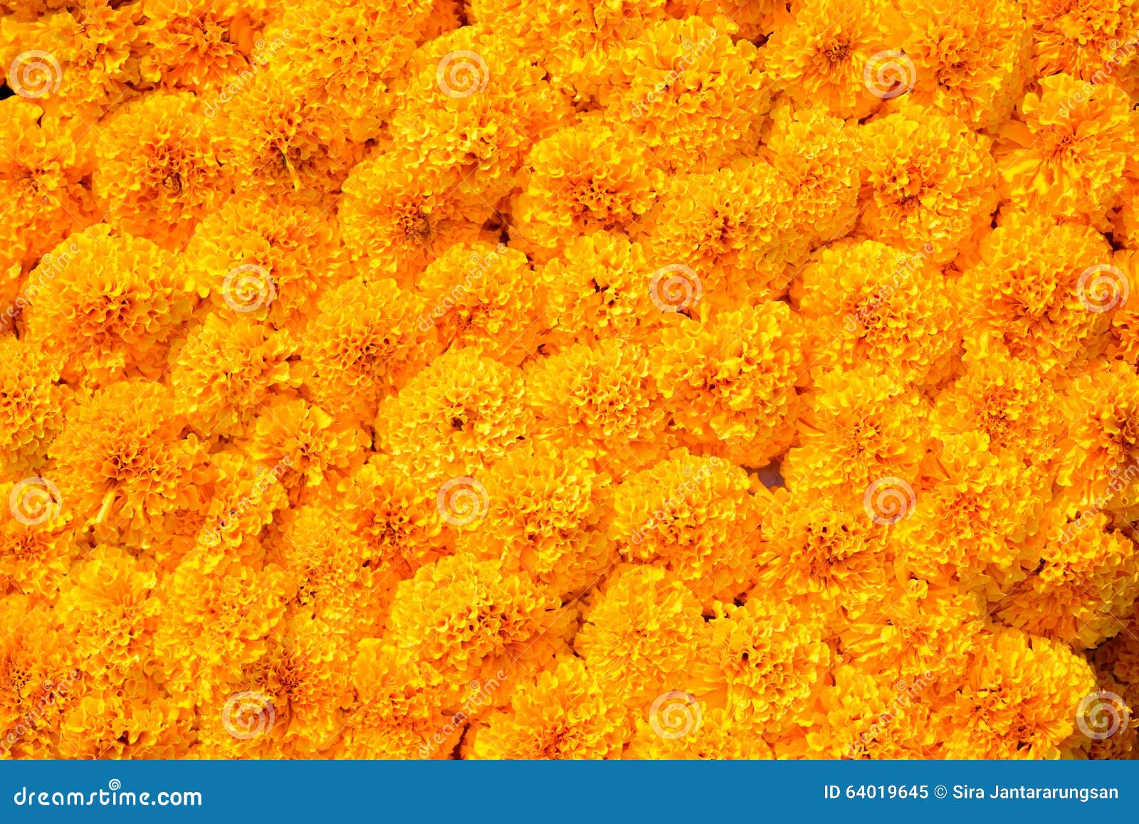 Marigold flower background stock image. Image of market - 64019645