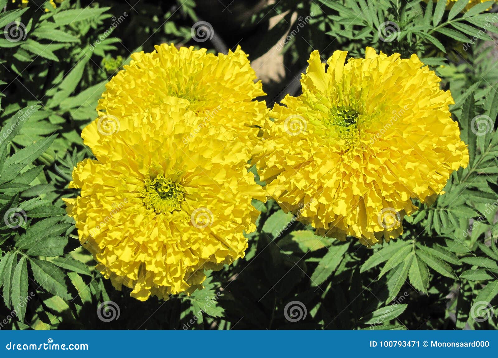Marigold flower stock image. Image of natural, nature 100793471