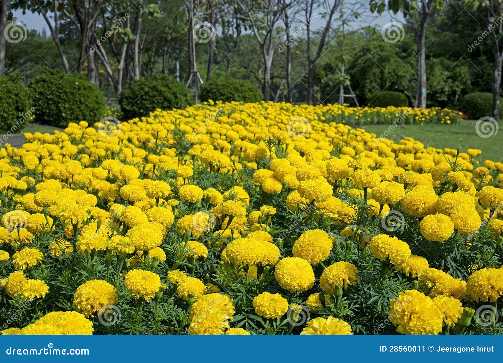 Marigold flower garden stock image. Image of beauty, nature 28560011