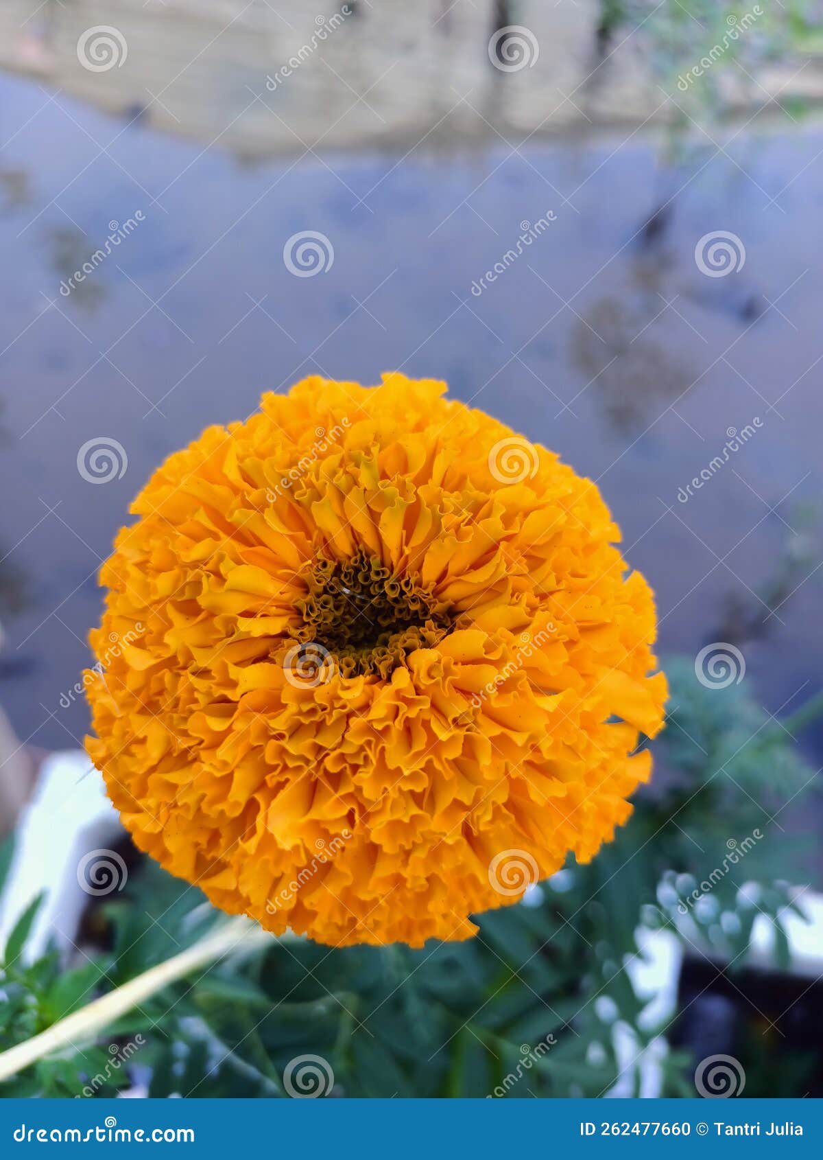 Marigold flower half bloom stock photo. Image of petal 262477660