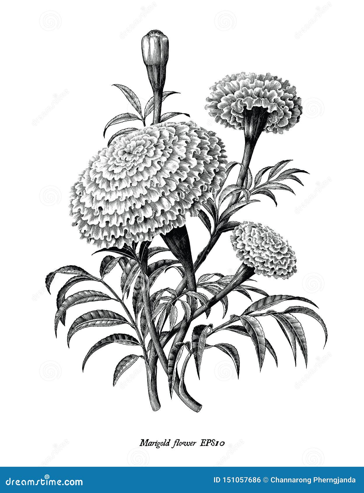 marigold flower hand draw vintage style black and white clip art  on white background