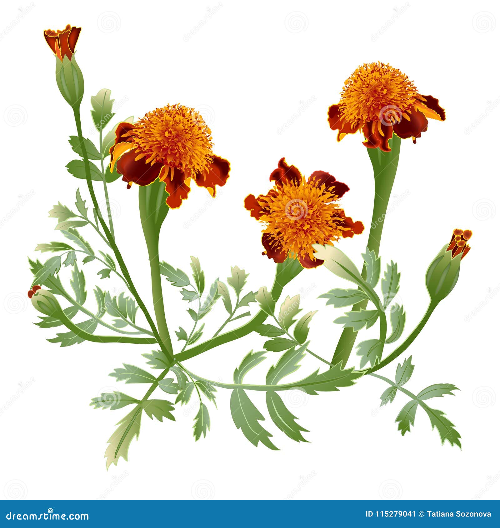 How To Draw A Marigold Flower Step By Step