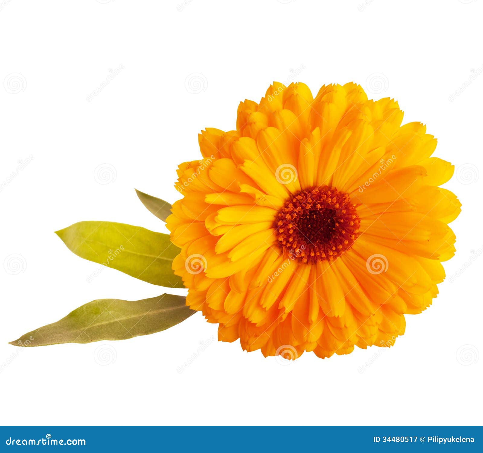 Marigold Flower Royalty Free Stock Photography - Image: 34480517