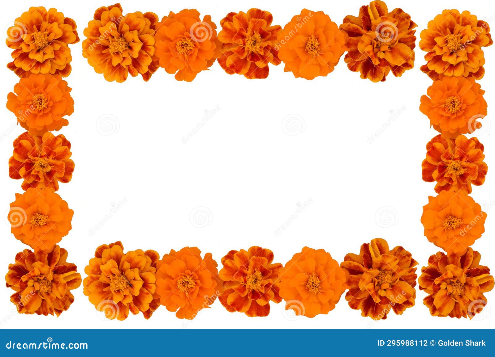 Marigold Flower IsolatedMarigold Flower Isolated on White, Latin Name