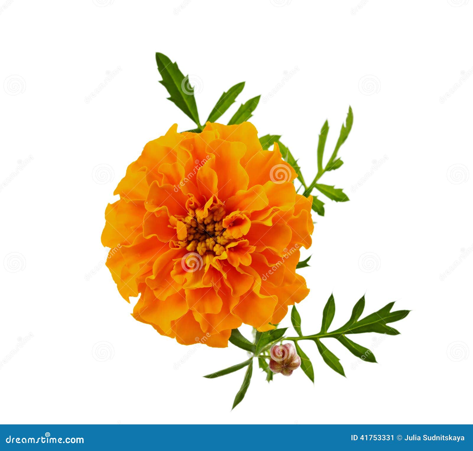 Marigold flower isolated stock image. Image of garden 41753331