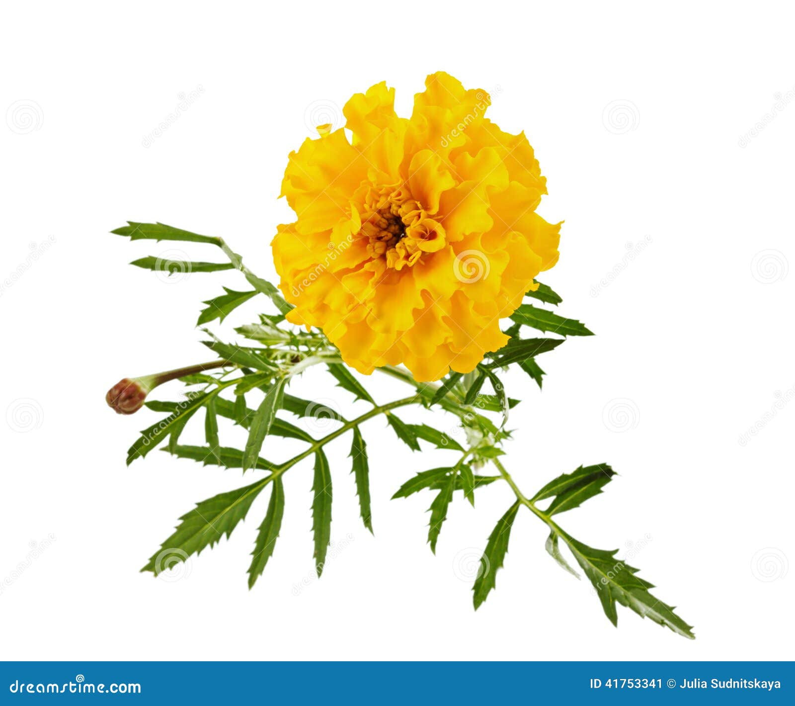 Marigold flower isolated stock image. Image of floral 41753341