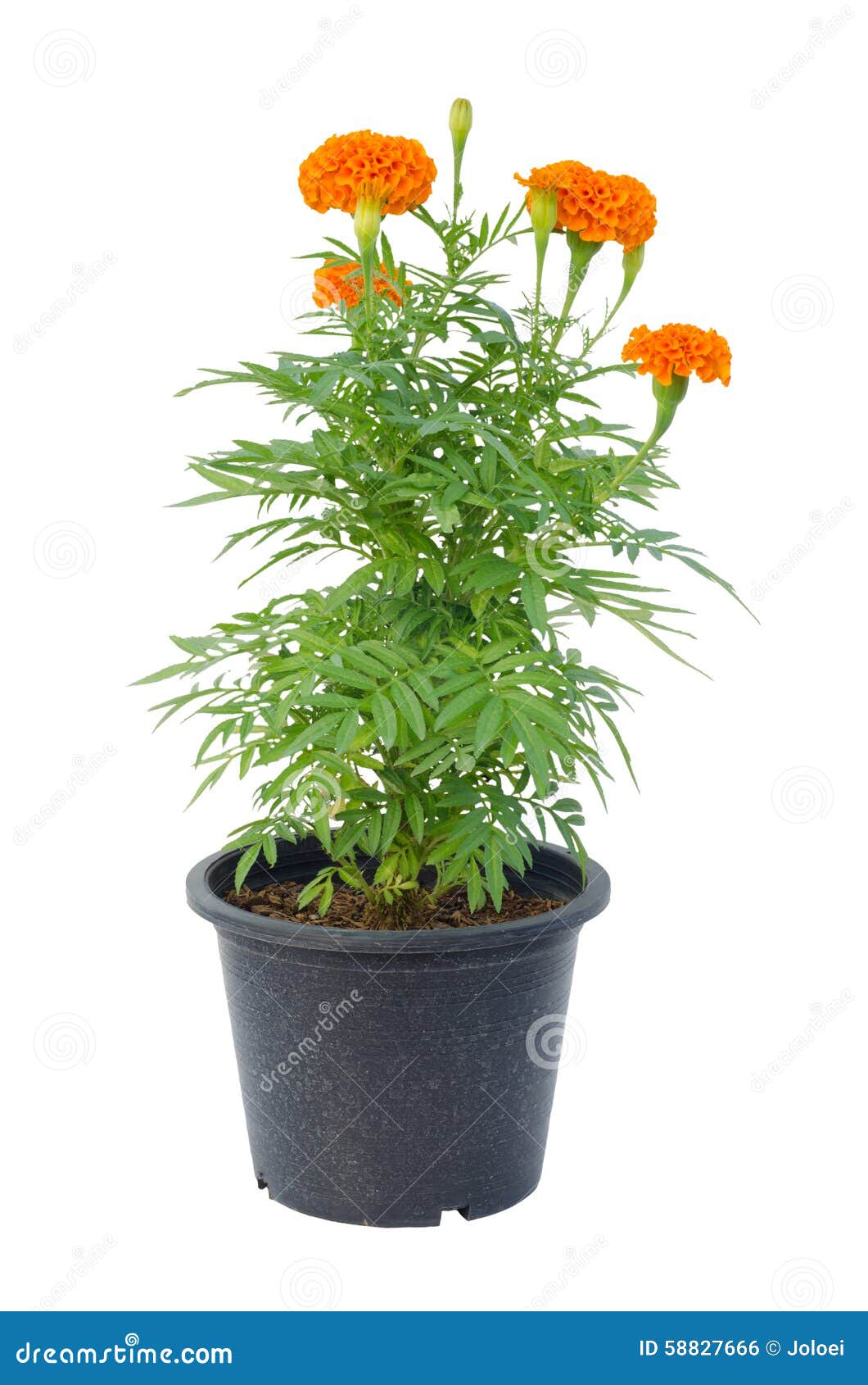 Marigold flower in pot stock photo. Image of aster, garden 58827666