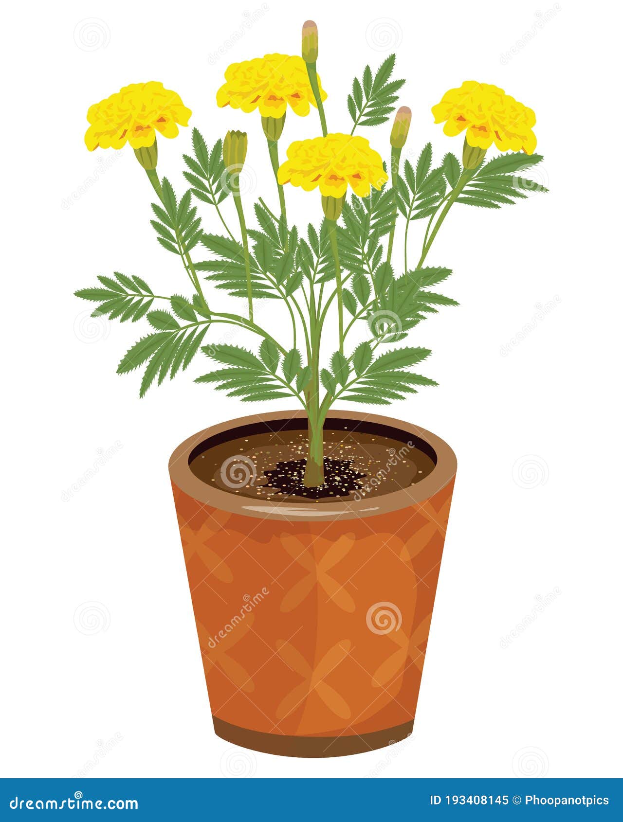 Marigold Flower in Pot Vector Design Stock Vector Illustration of