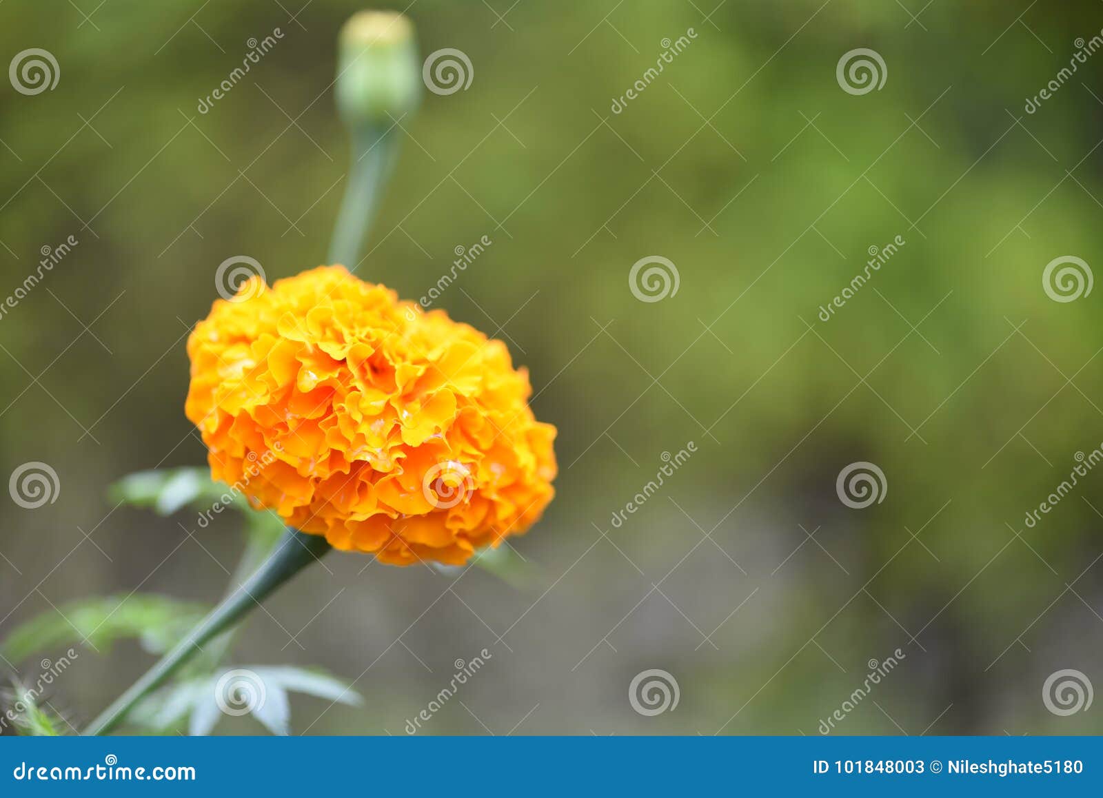 Marigold flower stock image. Image of marigold, saffron 101848003