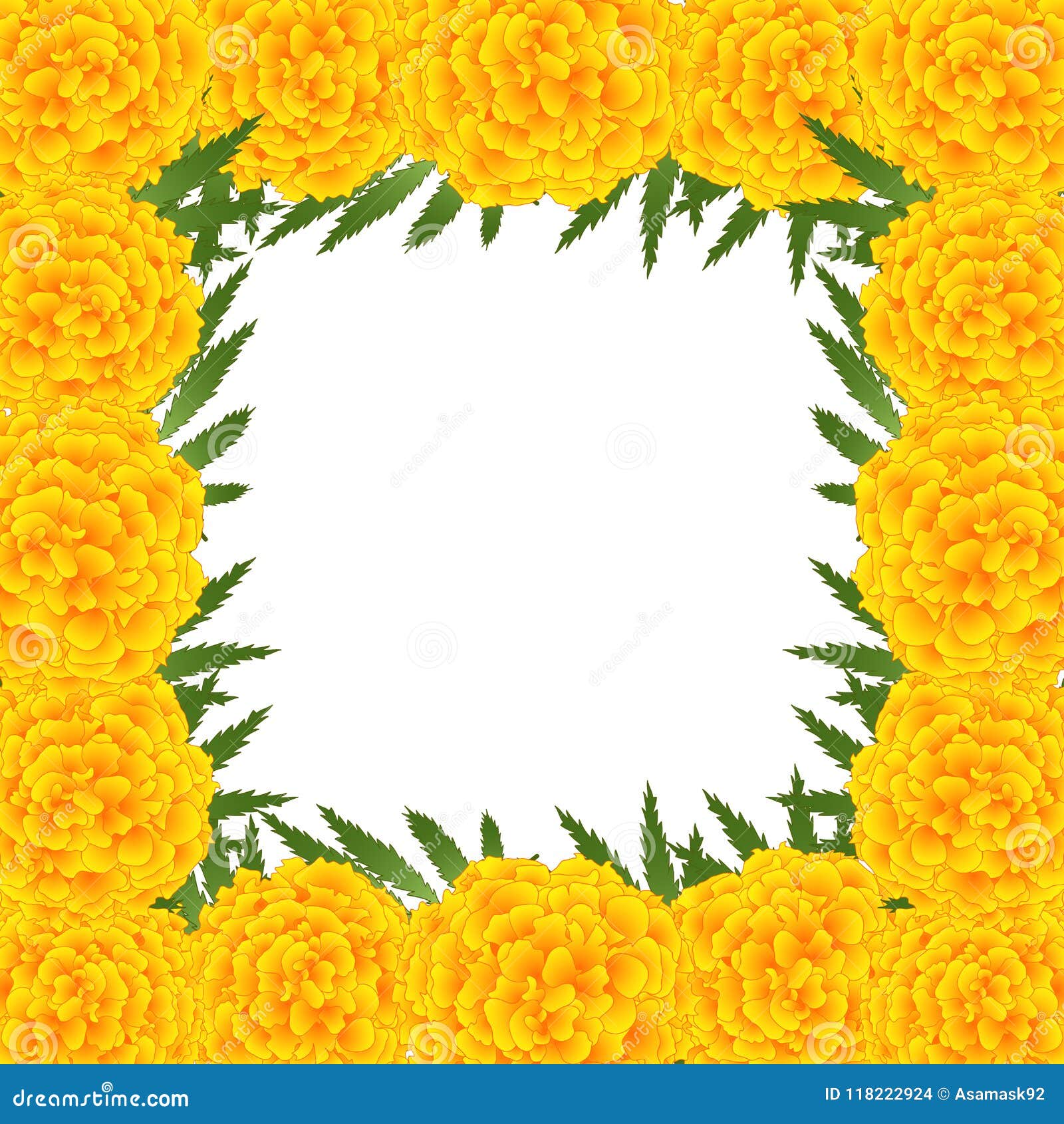 Marigold Flower Tagetes Border Isolated on White Background. Vector