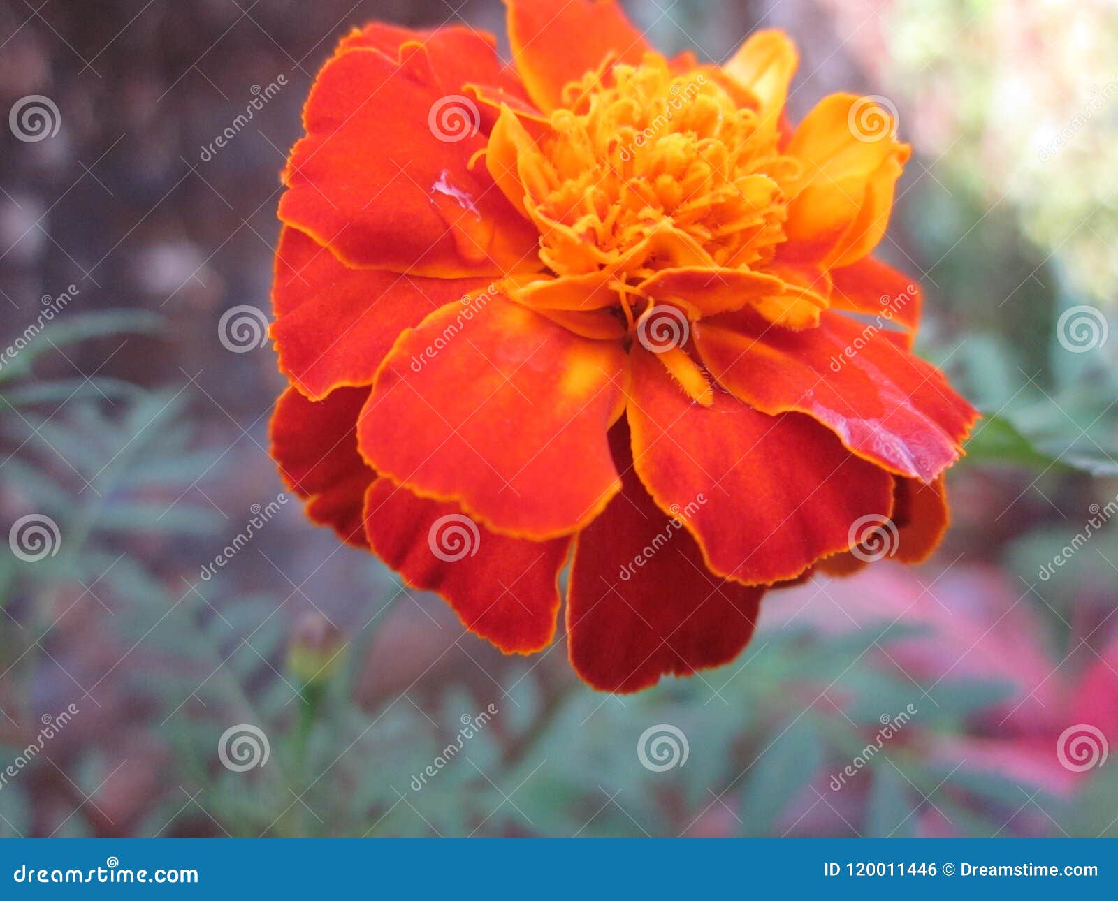 marigold flower tagetes patula stock photo - image of kannada